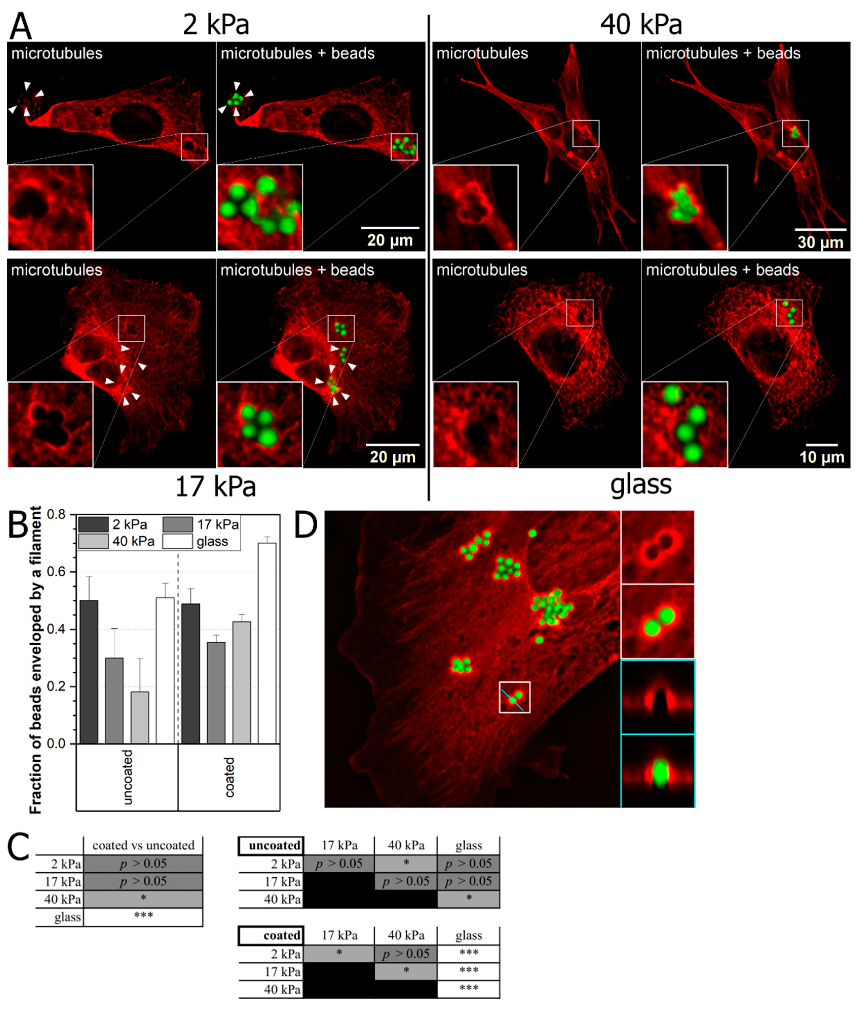 Ijms 22 00960 g003 Ijms 22 00960 g003