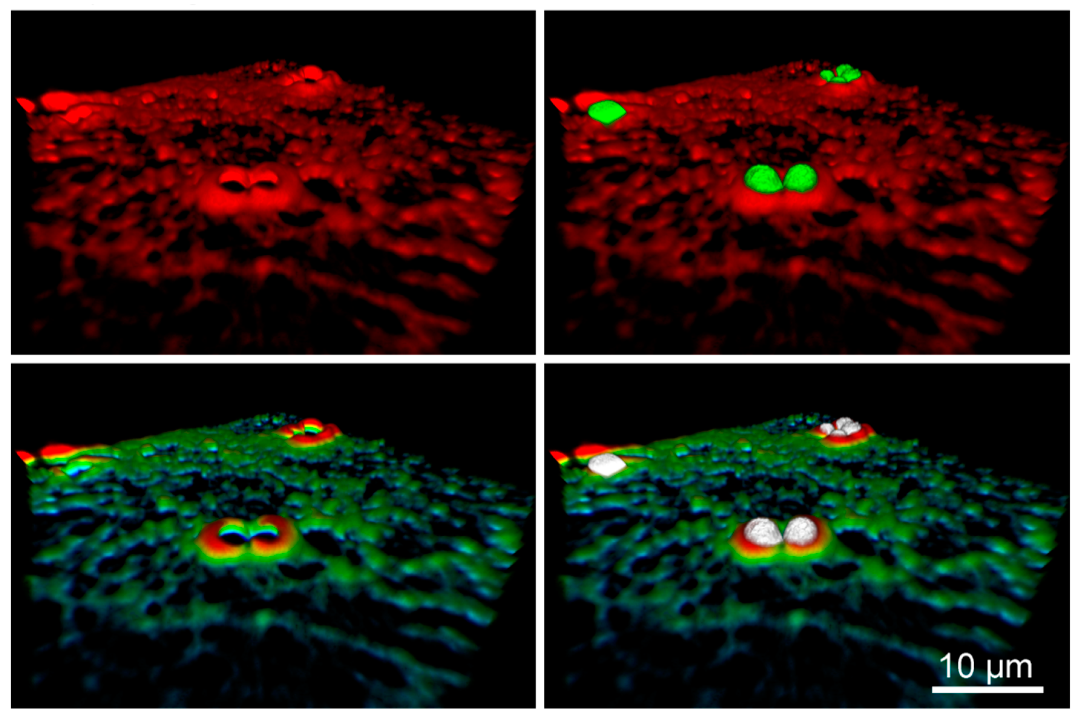 Ijms 22 00960 g004 Ijms 22 00960 g004