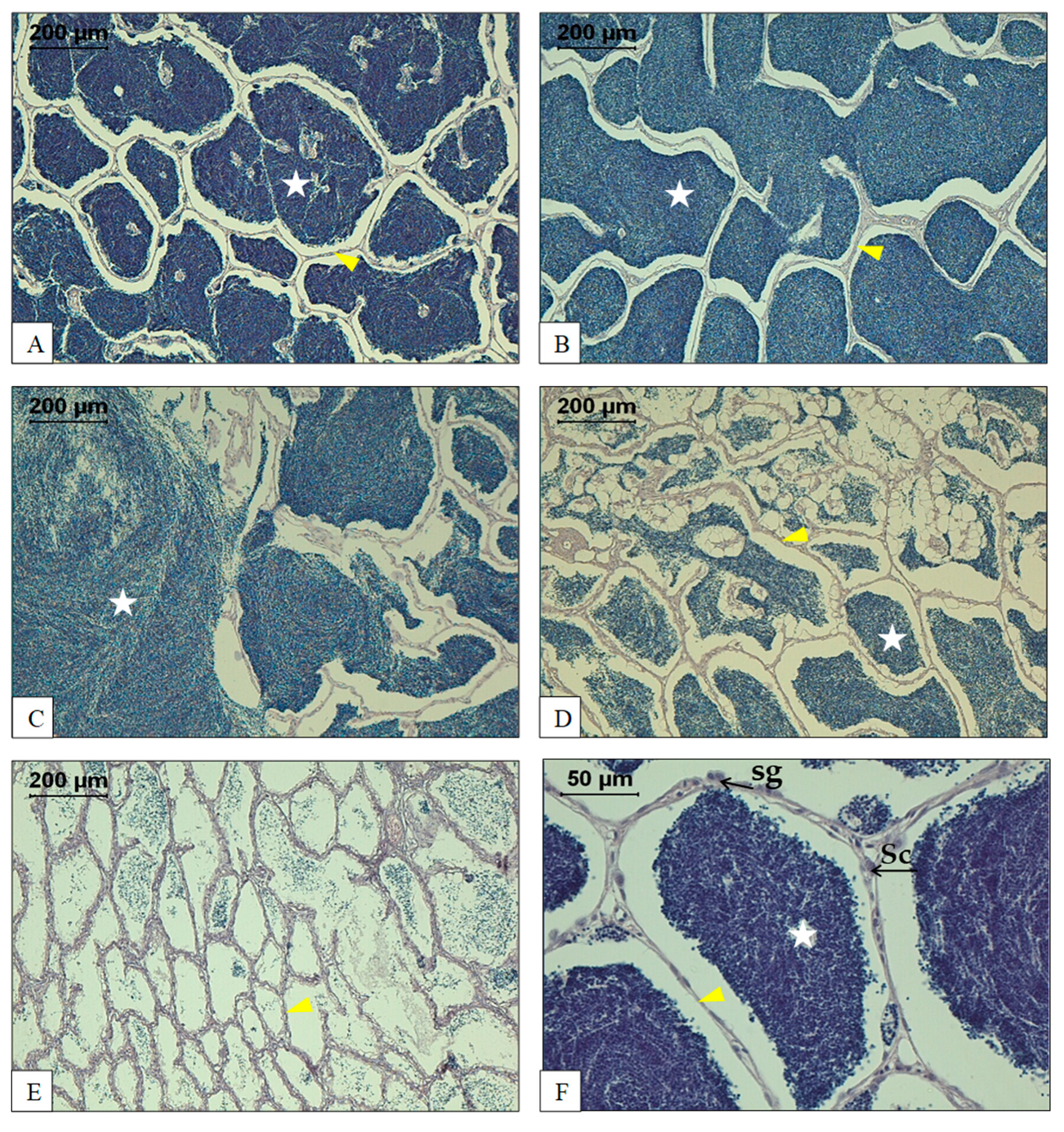 Ijms 22 00964 g003 Ijms 22 00964 g003