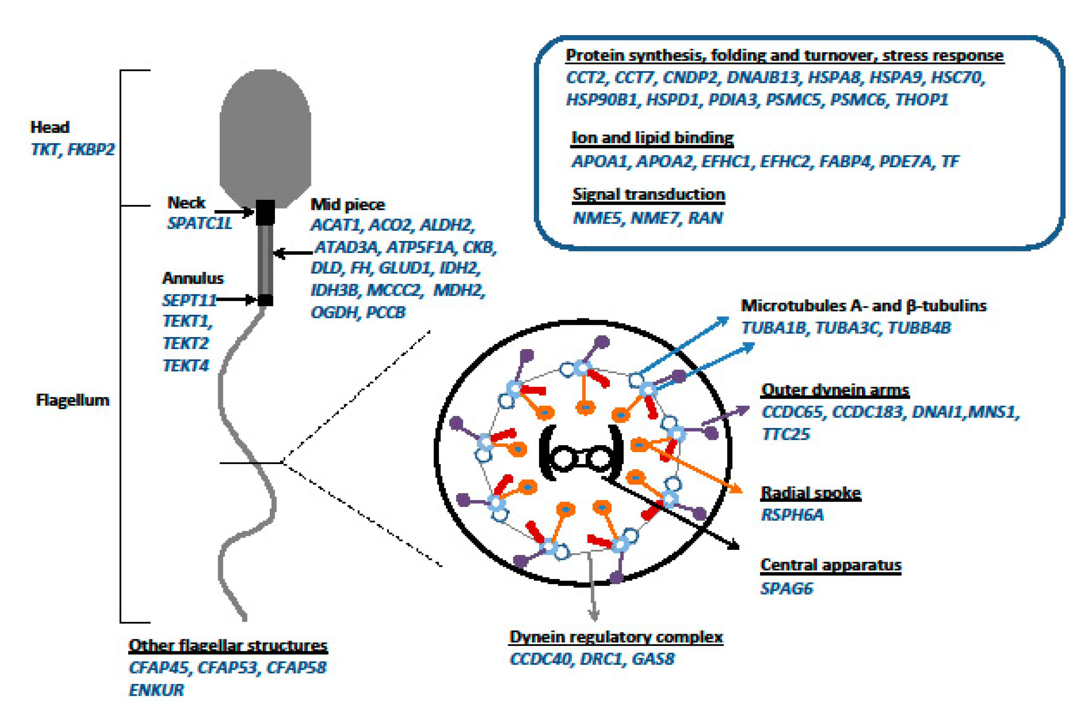Ijms 22 00964 g004 Ijms 22 00964 g004