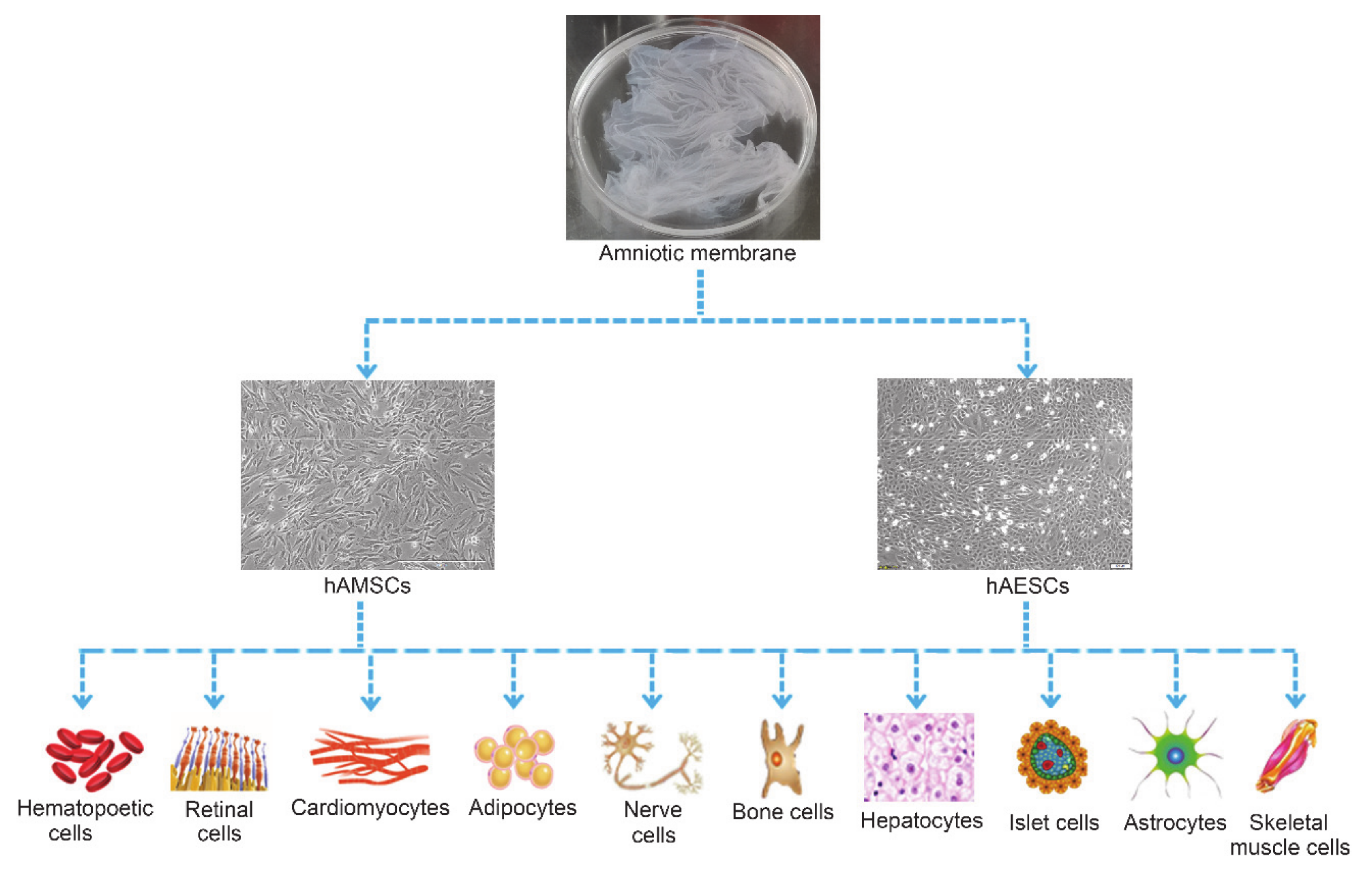 Ijms 22 00970 g002 Ijms 22 00970 g002