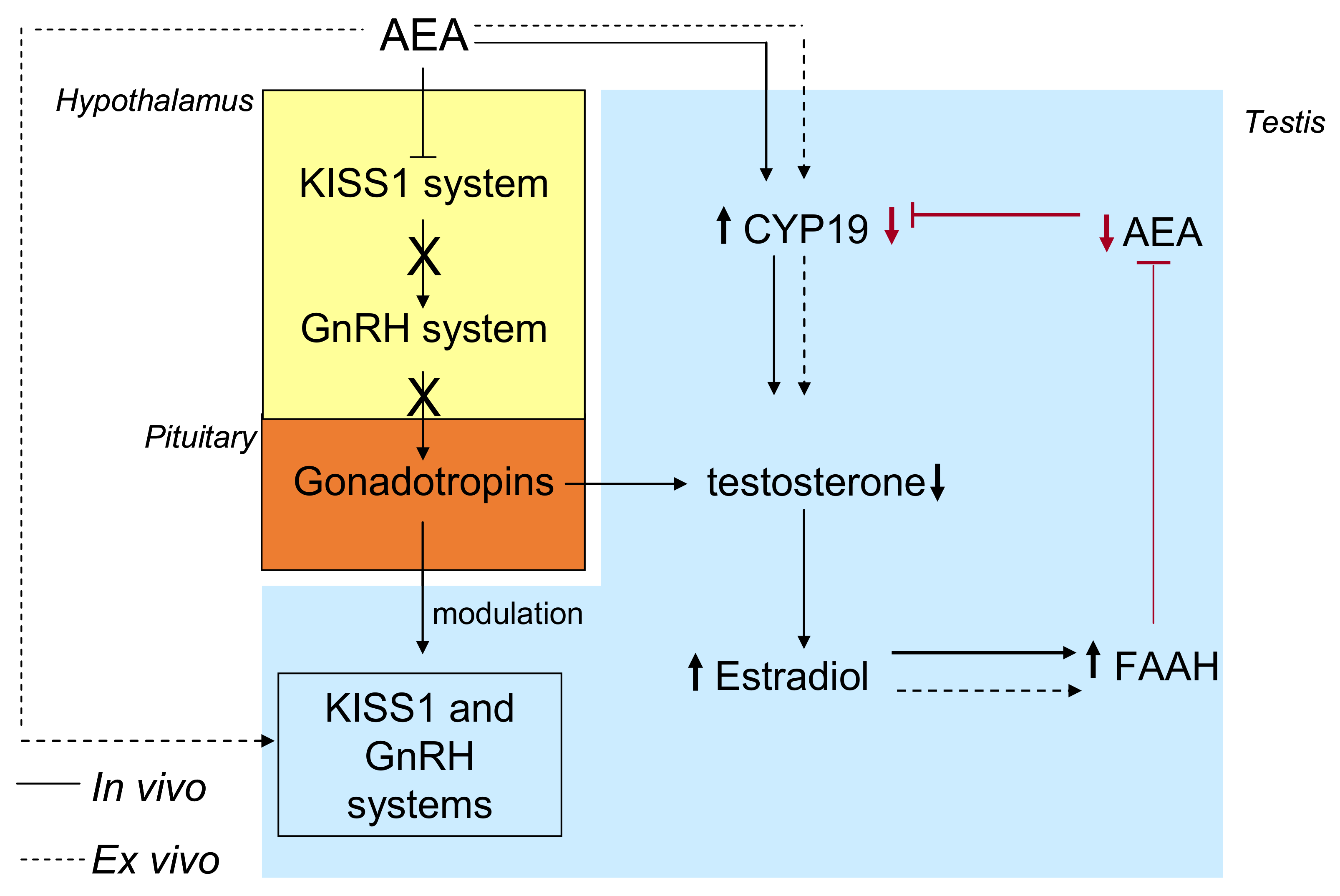 Ijms 22 00972 g003