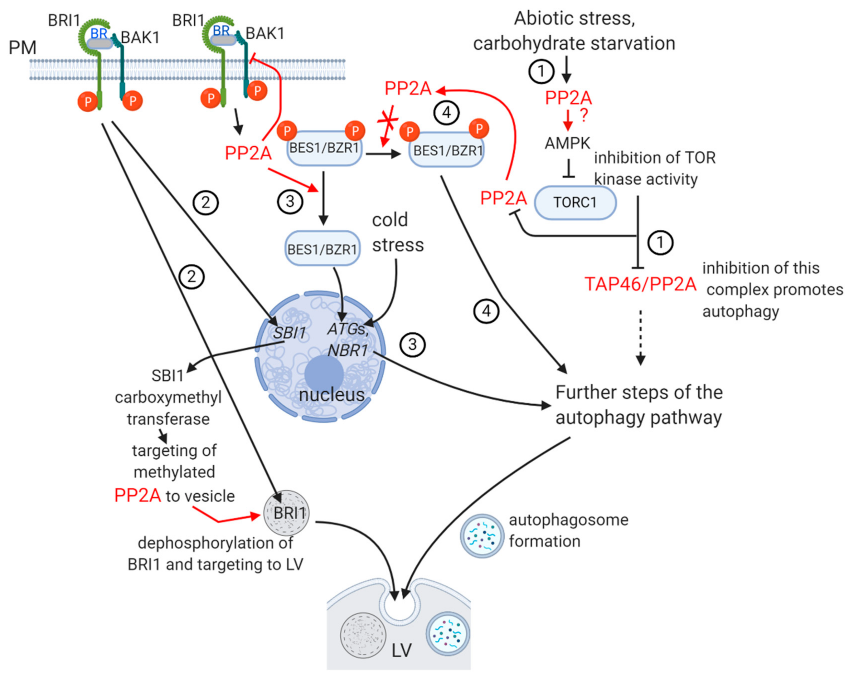 IJMS | Free Full-Text | The Protein Phosphatase PP2A Plays Multiple Roles  in Plant Development by Regulation of Vesicle Traffic—Facts and Questions