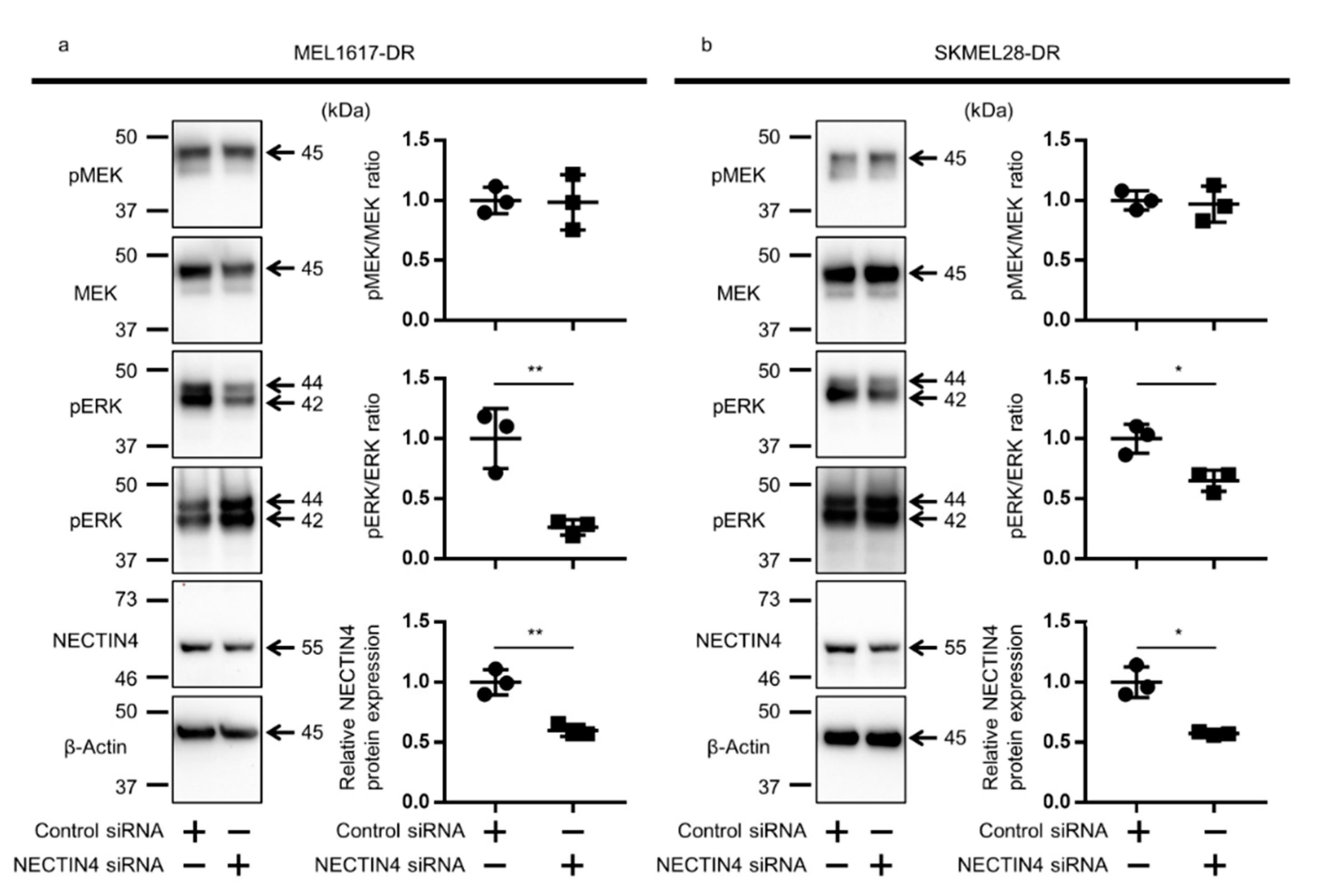 Ijms 22 00976 g006 Ijms 22 00976 g006