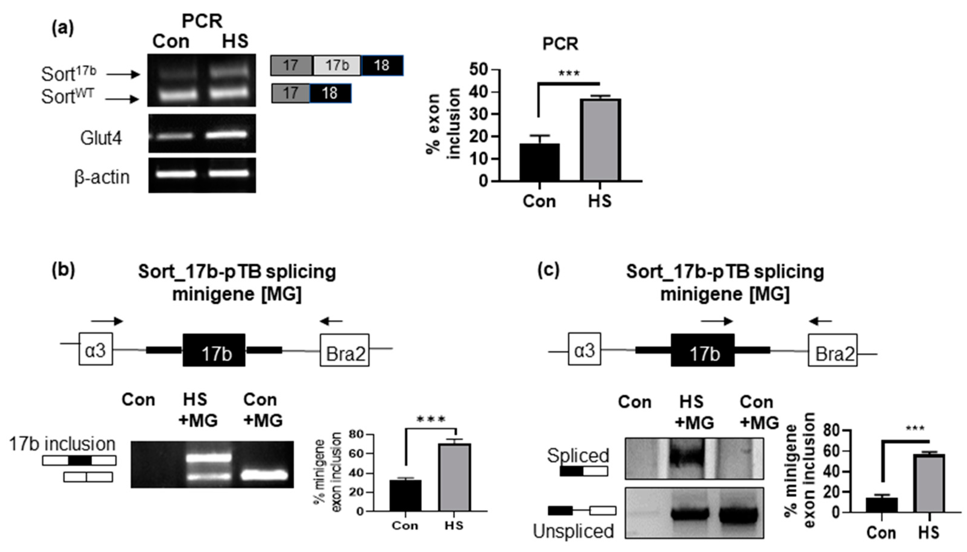 Ijms 22 00983 g004 Ijms 22 00983 g004