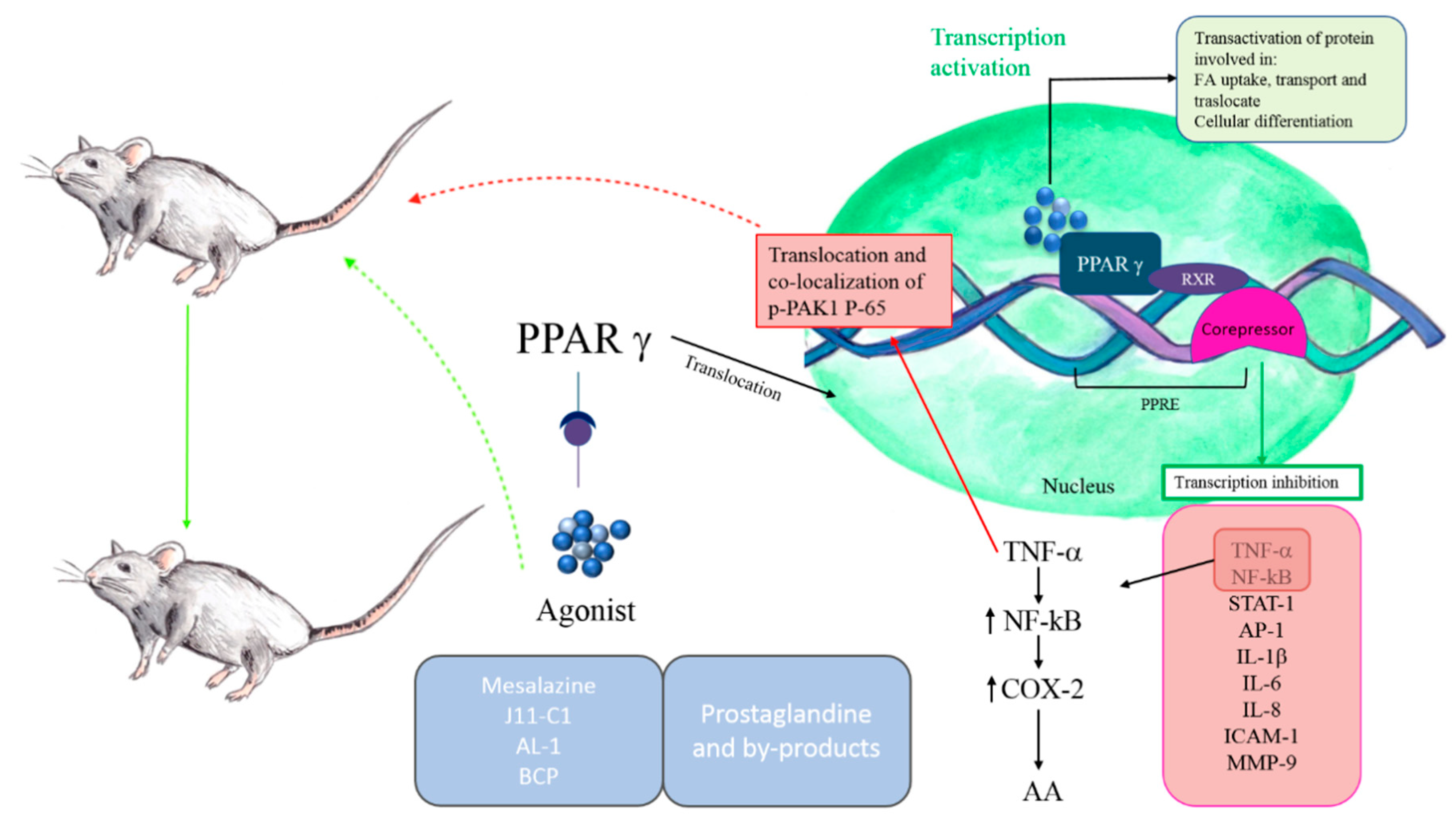 Ijms 22 00985 g001 Ijms 22 00985 g001