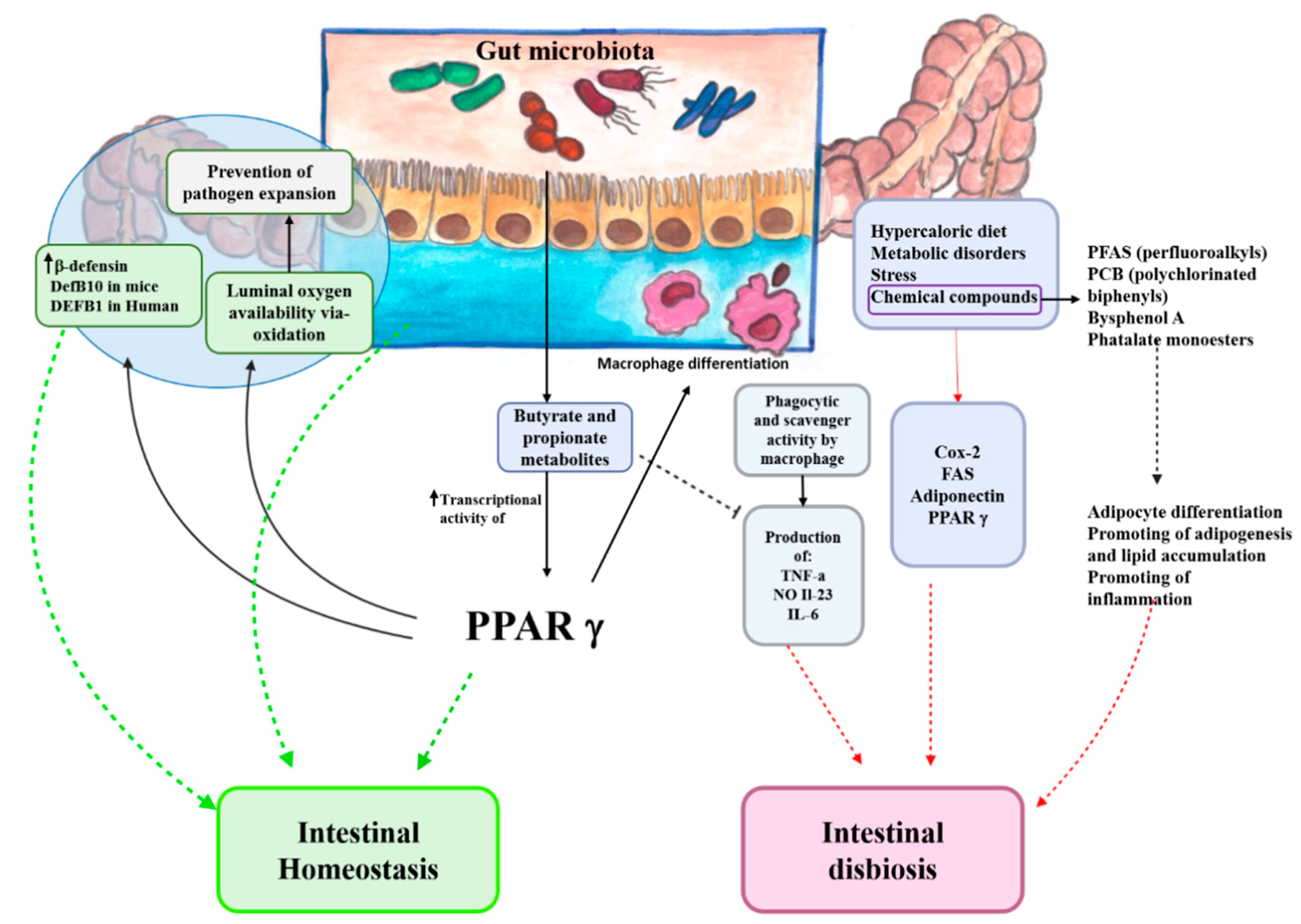 Ijms 22 00985 g002 Ijms 22 00985 g002