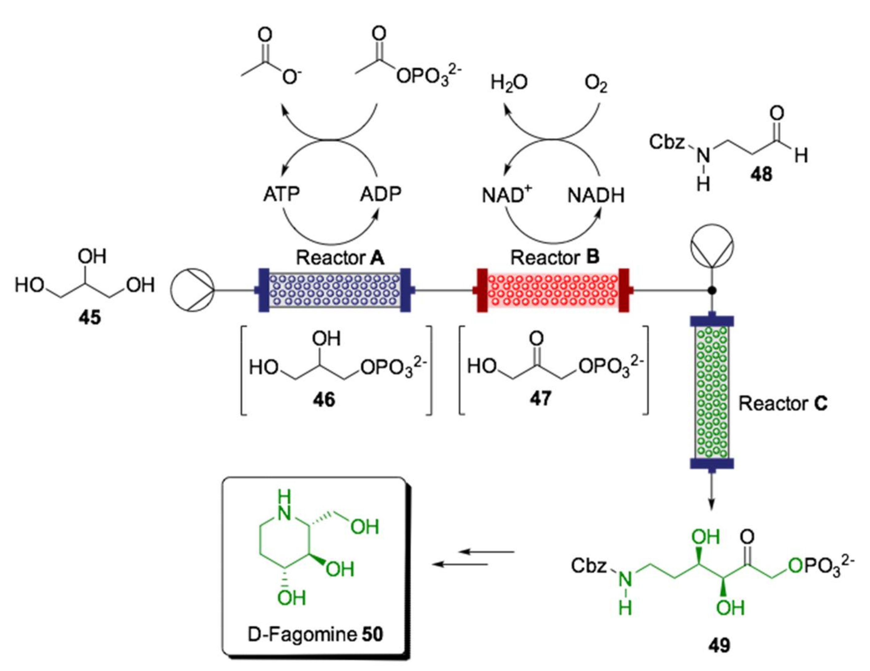 Ijms 22 00990 sch017