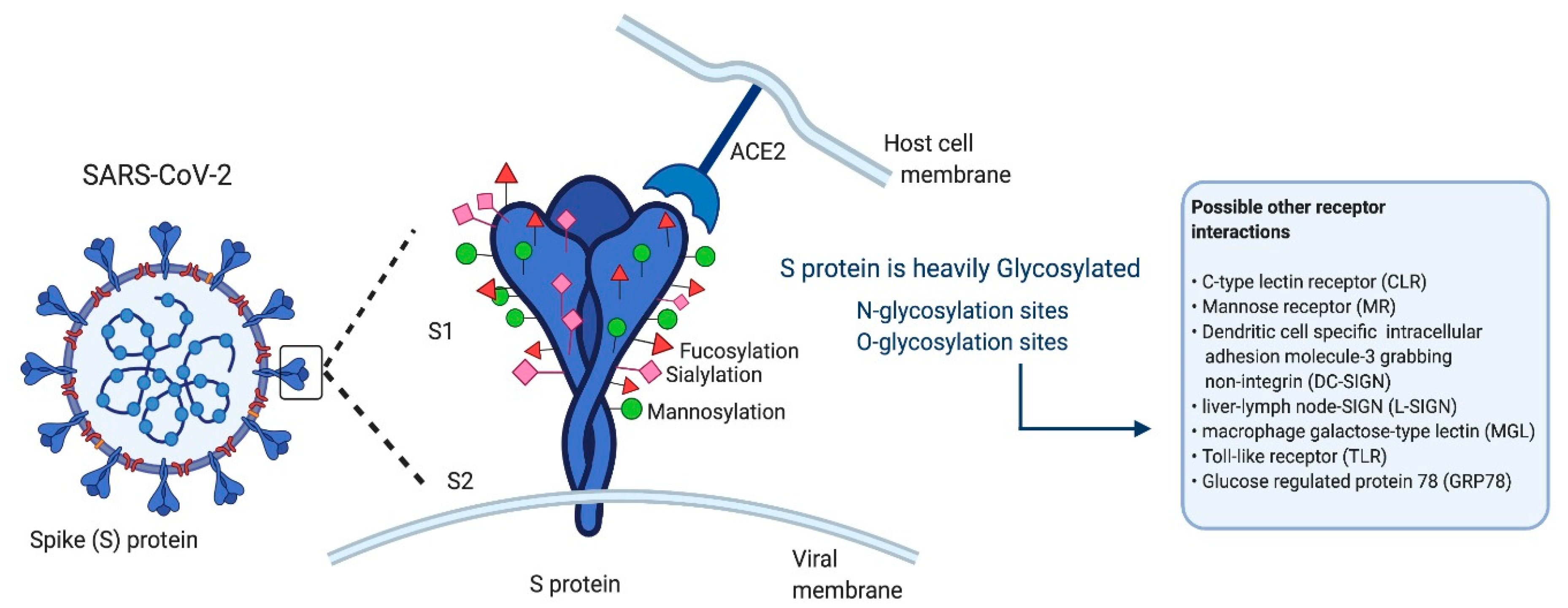 CD209L/L-SIGN and CD209/DC-SIGN Act as Receptors for SARS-CoV-2