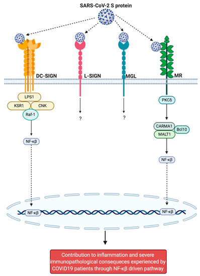 CD209L/L-SIGN and CD209/DC-SIGN Act as Receptors for SARS-CoV-2