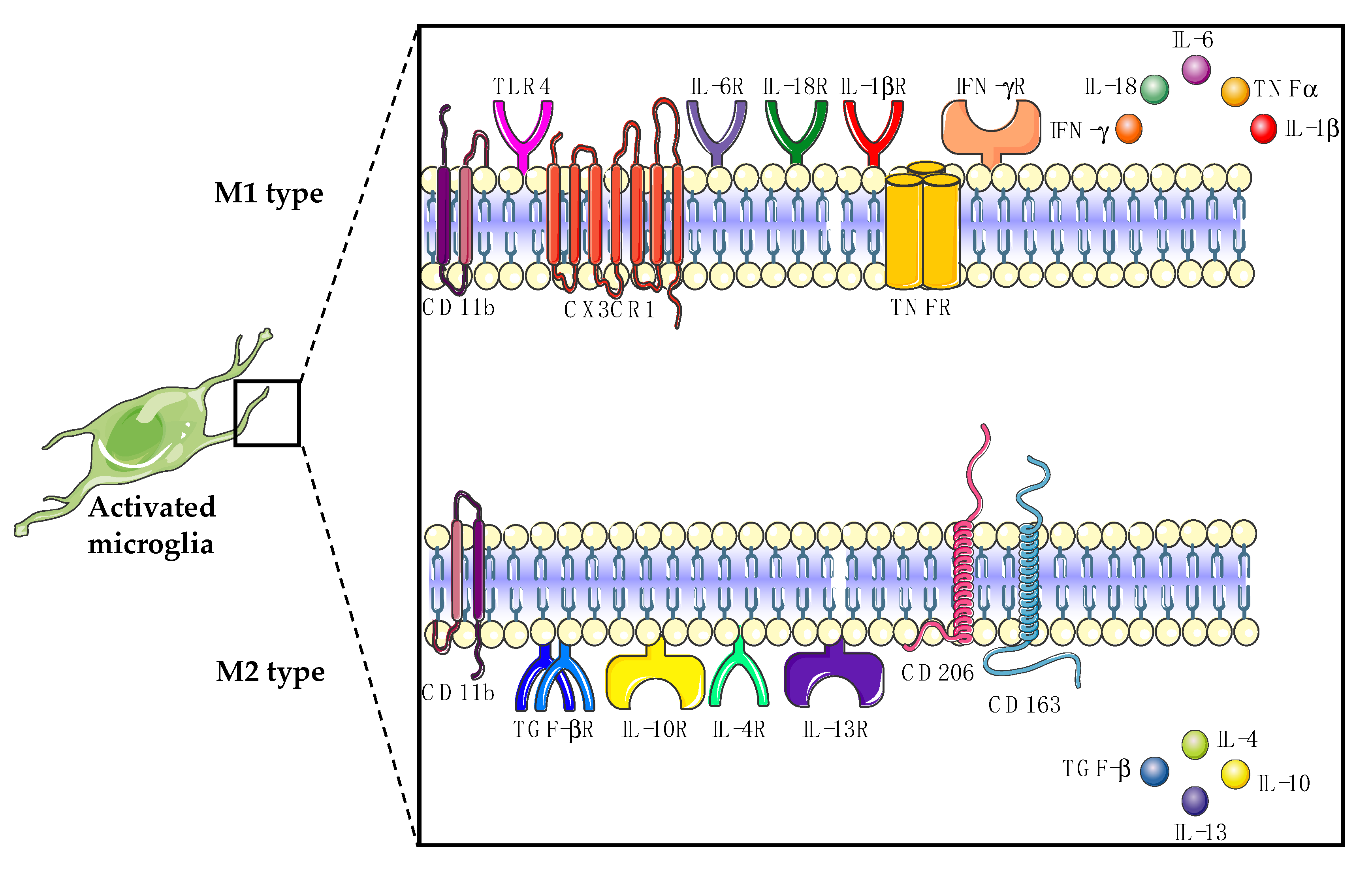 Ijms Free Full Text Little Helpers Or Mean Rogue Role Of Microglia In Animal Models Of Amyotrophic Lateral Sclerosis Html