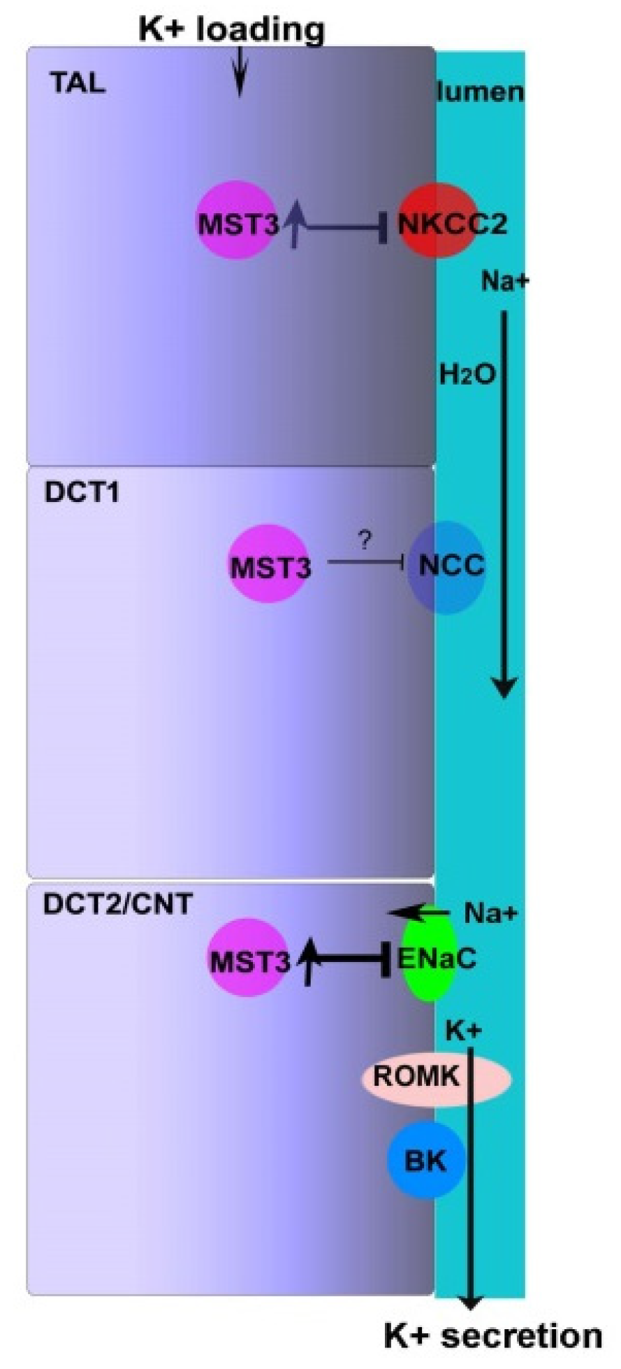 Ijms 22 00999 g005 Ijms 22 00999 g005