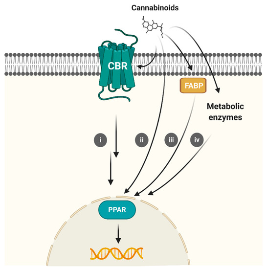 Relevance of Peroxisome Proliferator Activated Receptors in