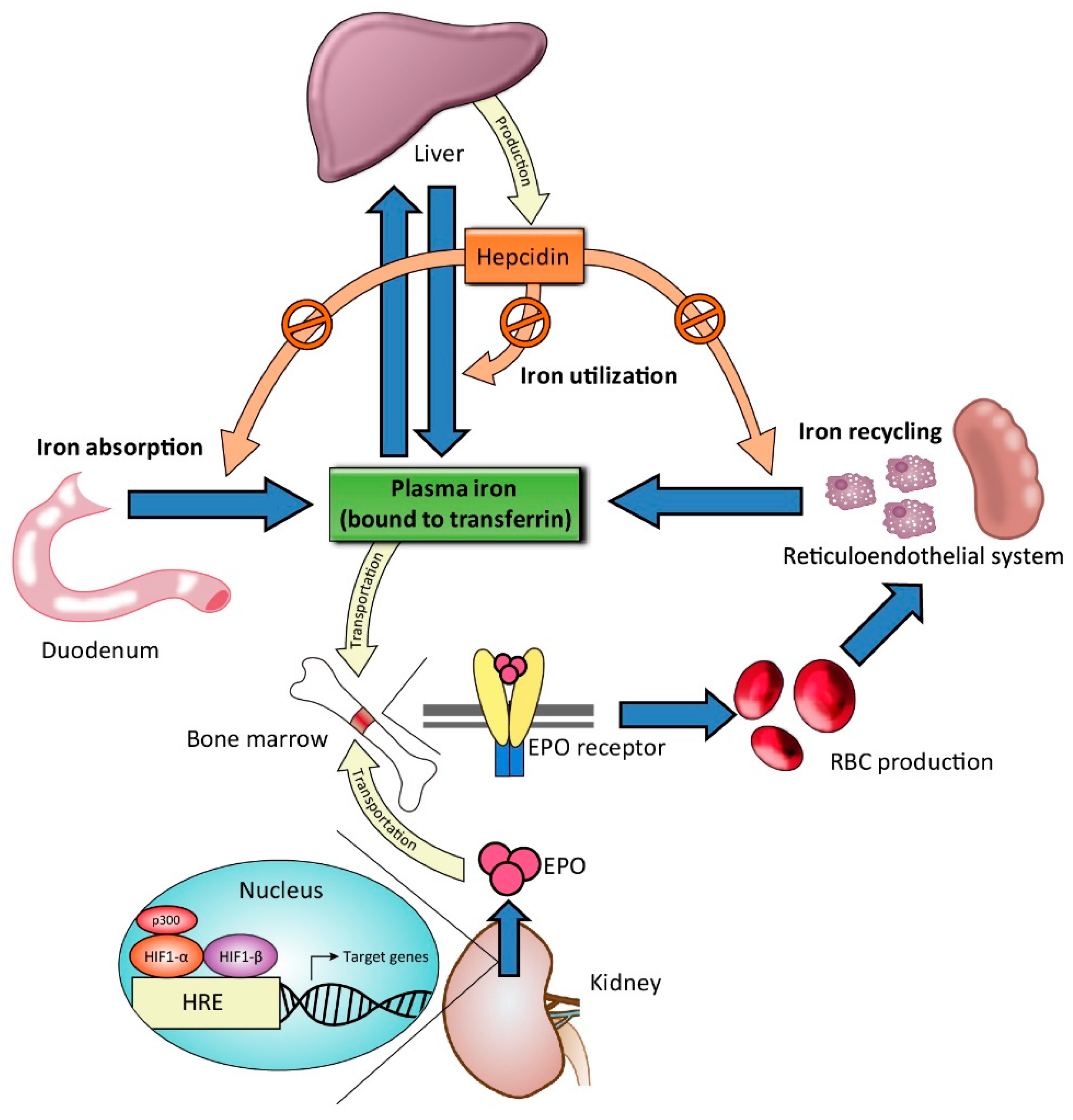 Ijms 22 01008 g001 Ijms 22 01008 g001