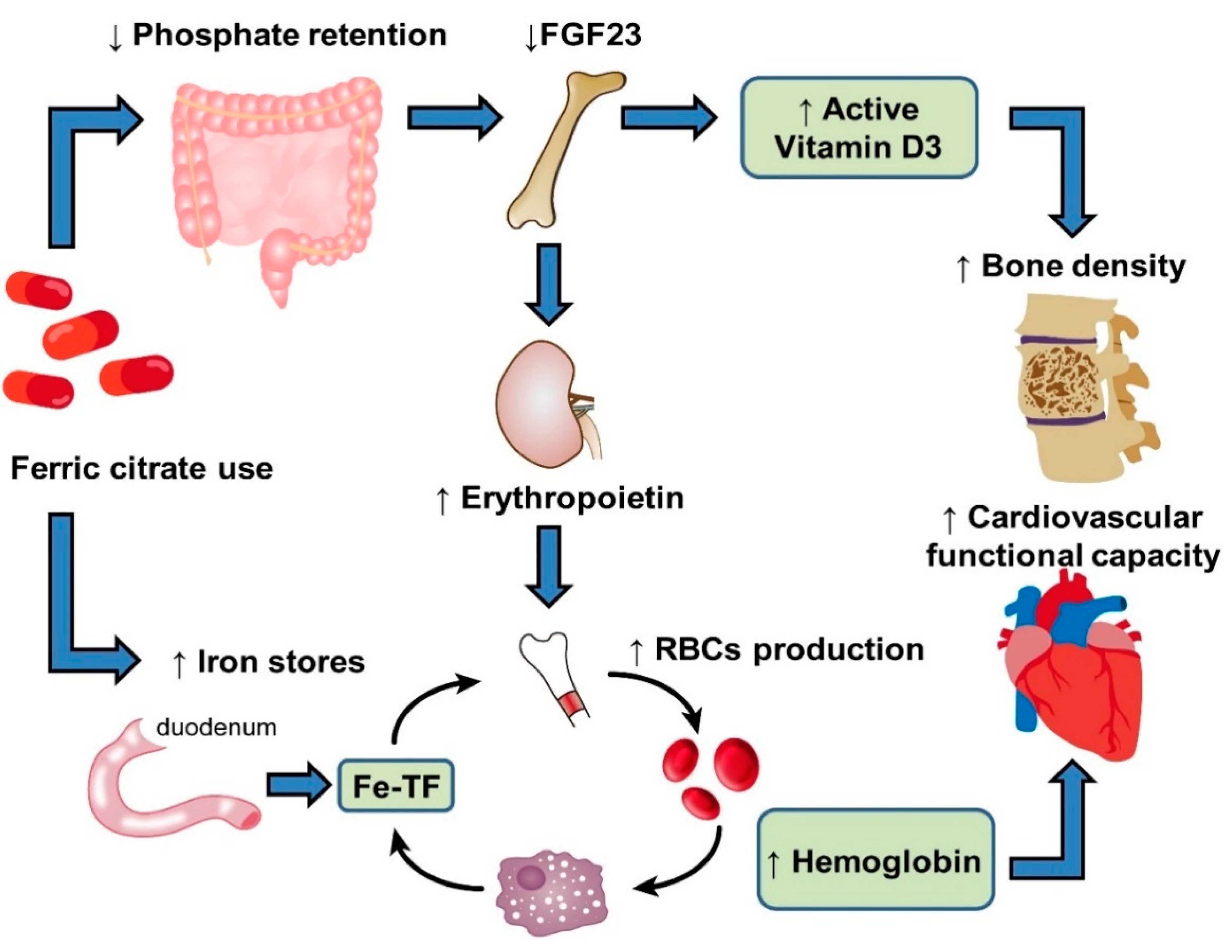 Ijms 22 01008 g002 Ijms 22 01008 g002