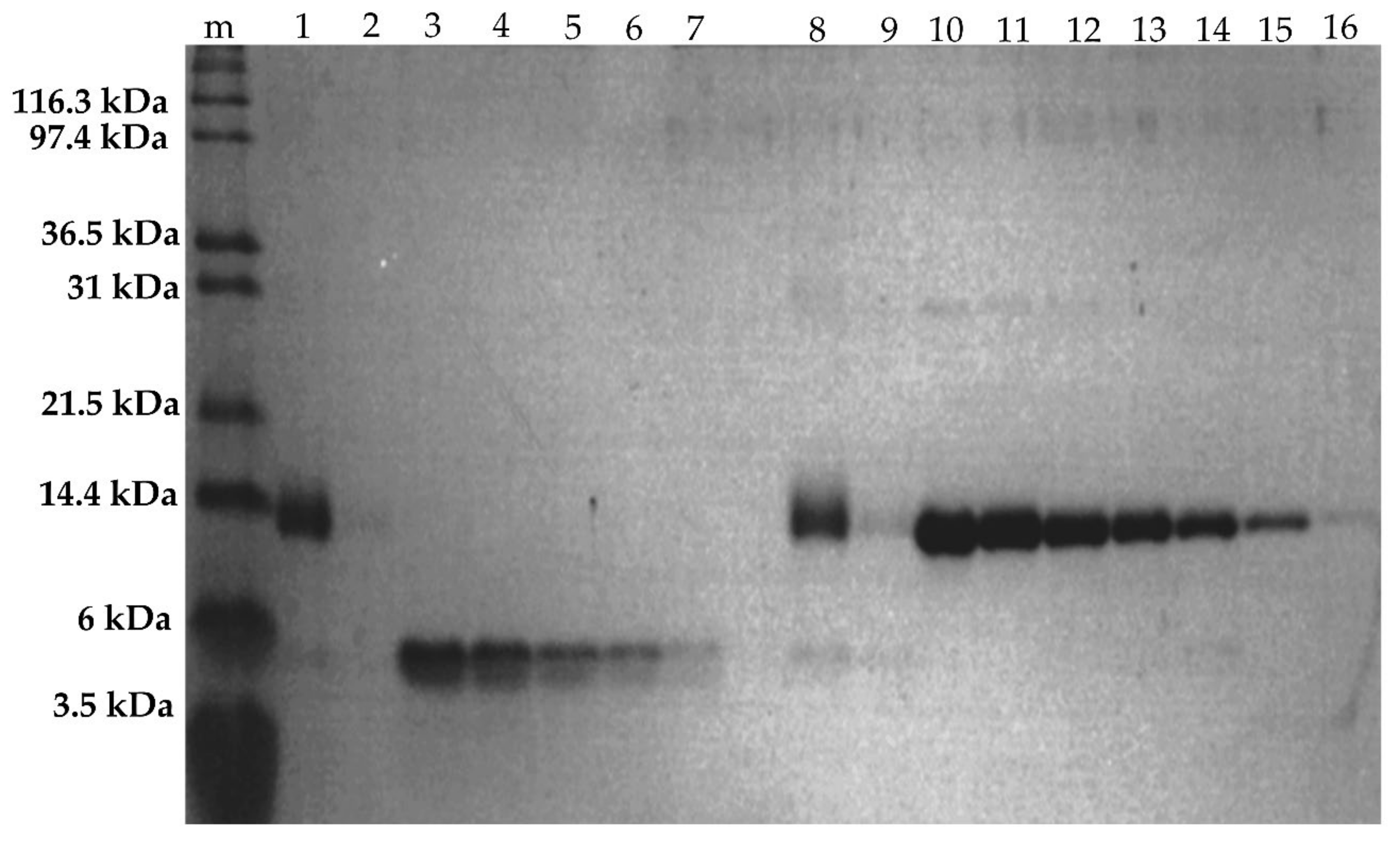 Ijms 22 01012 g007 Ijms 22 01012 g007