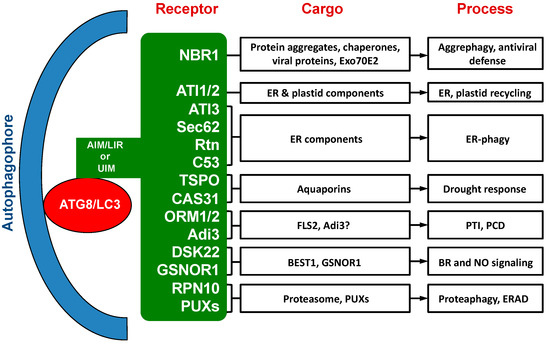 Ijms 22 01013 g001 550