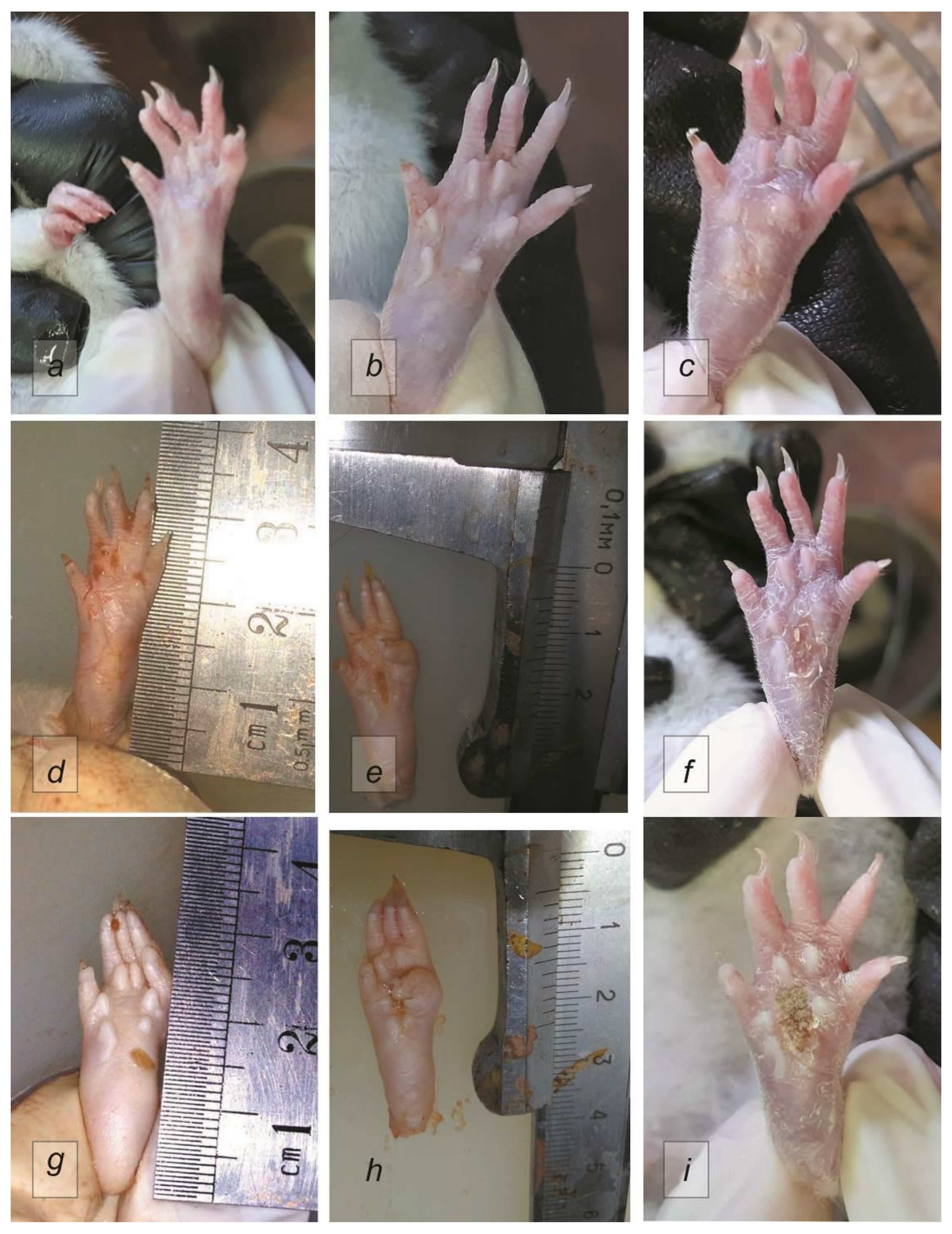 Ijms 22 01022 g001 Ijms 22 01022 g001