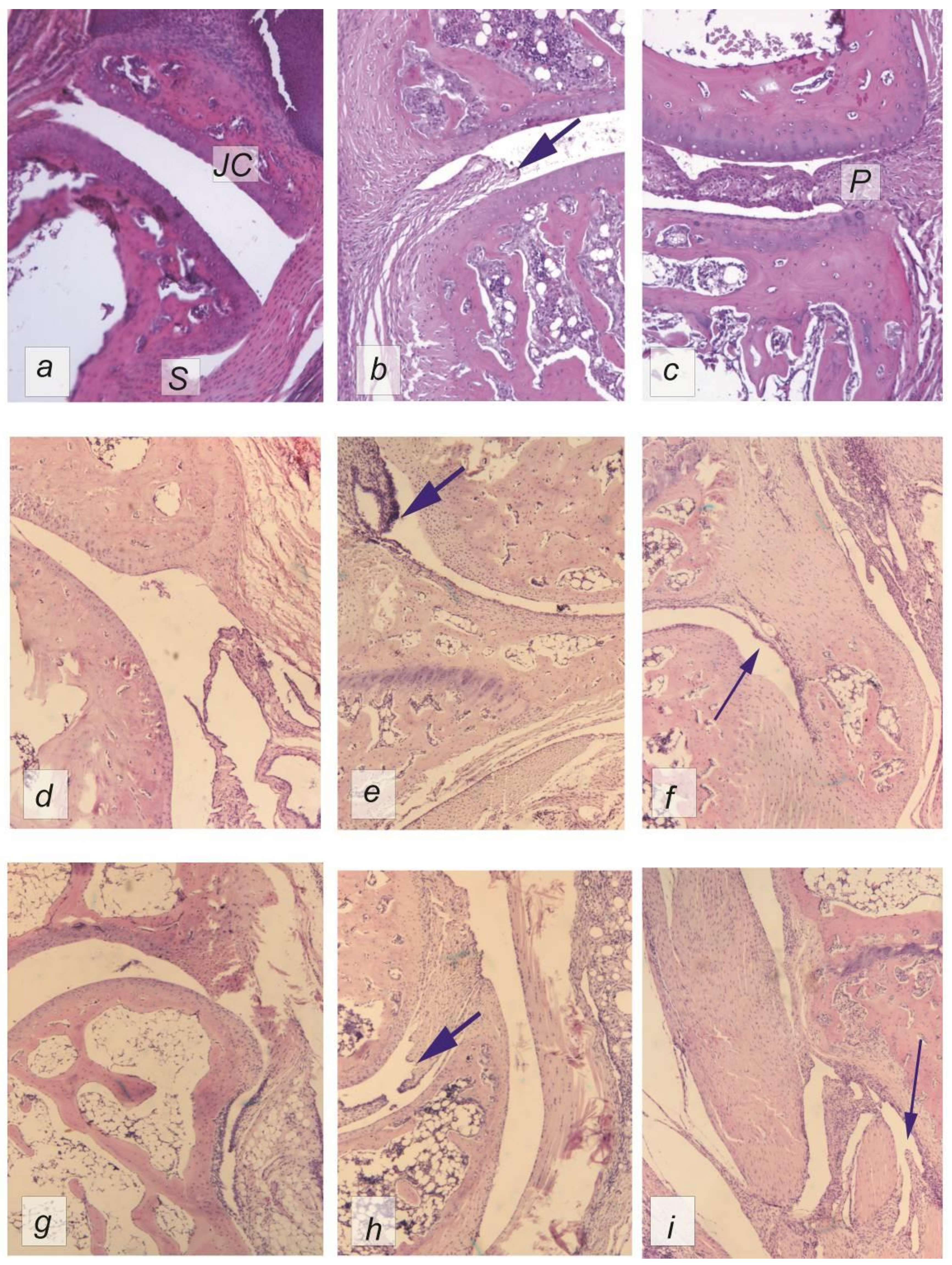 Ijms 22 01022 g002 Ijms 22 01022 g002