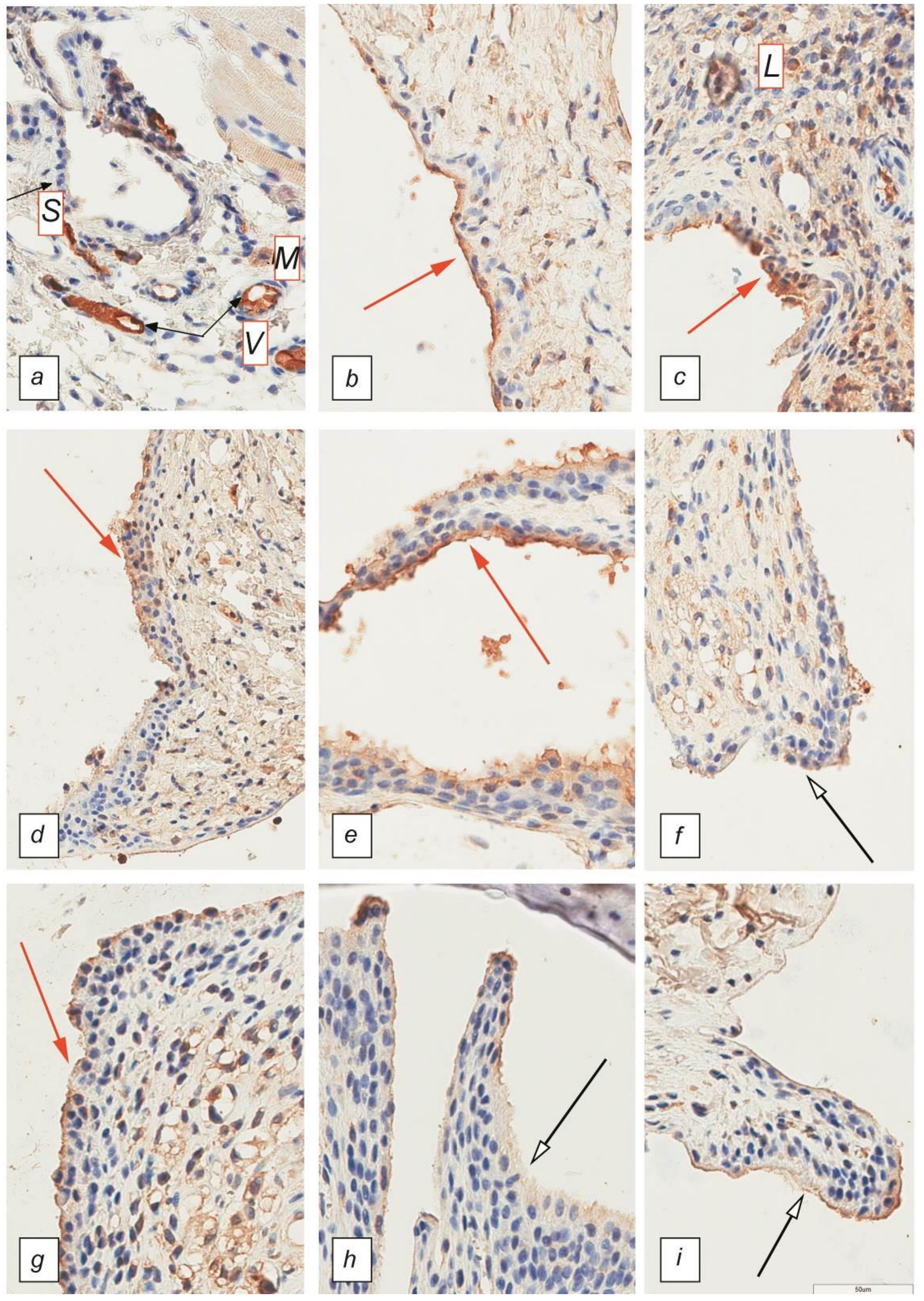 Ijms 22 01022 g003 Ijms 22 01022 g003