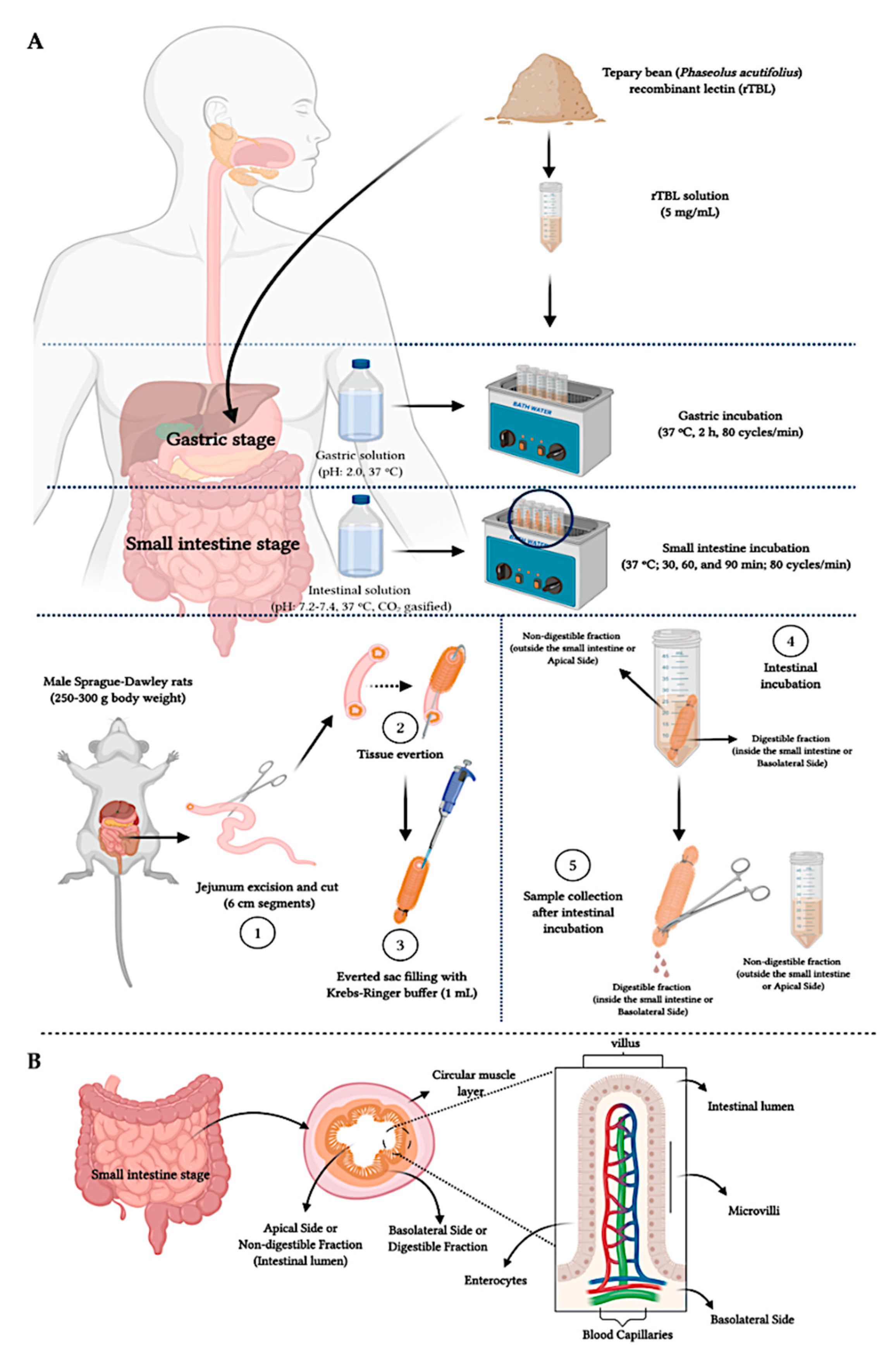 Ijms 22 01049 g010 Ijms 22 01049 g010