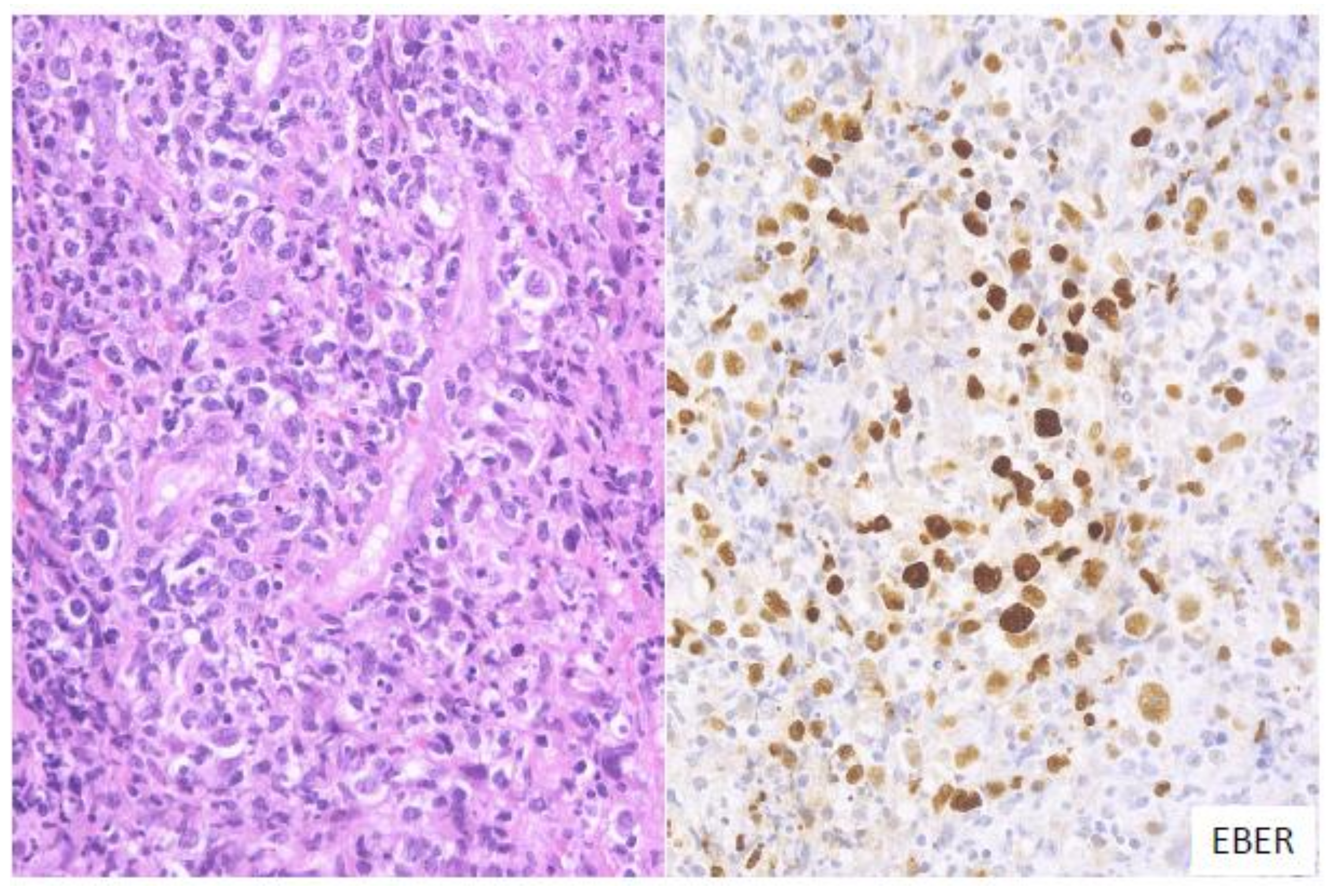 Ijms 22 01053 g002 Ijms 22 01053 g002