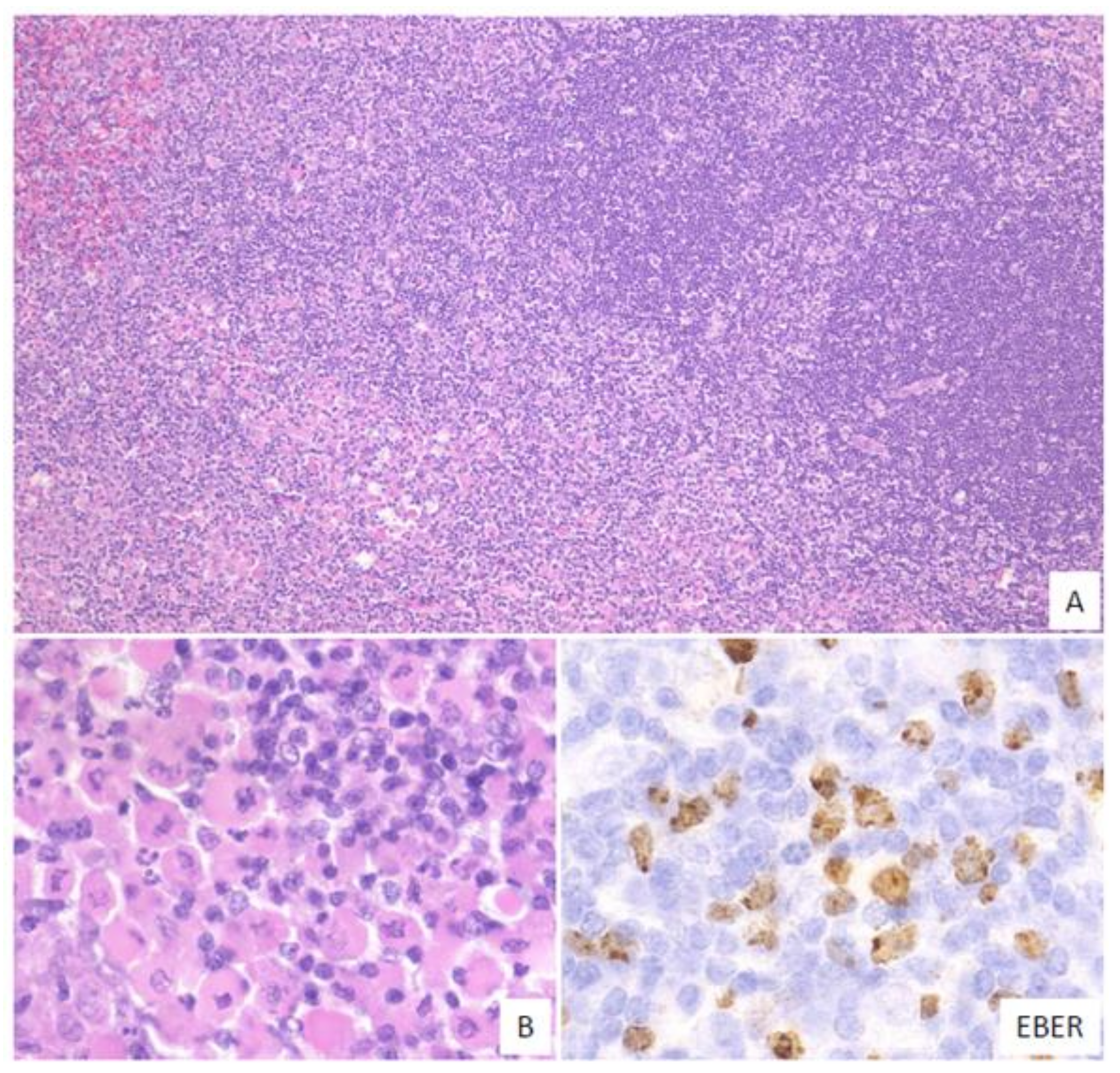 Ijms 22 01053 g005 Ijms 22 01053 g005