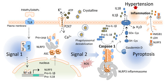 Ijms 22 01064 g001 550