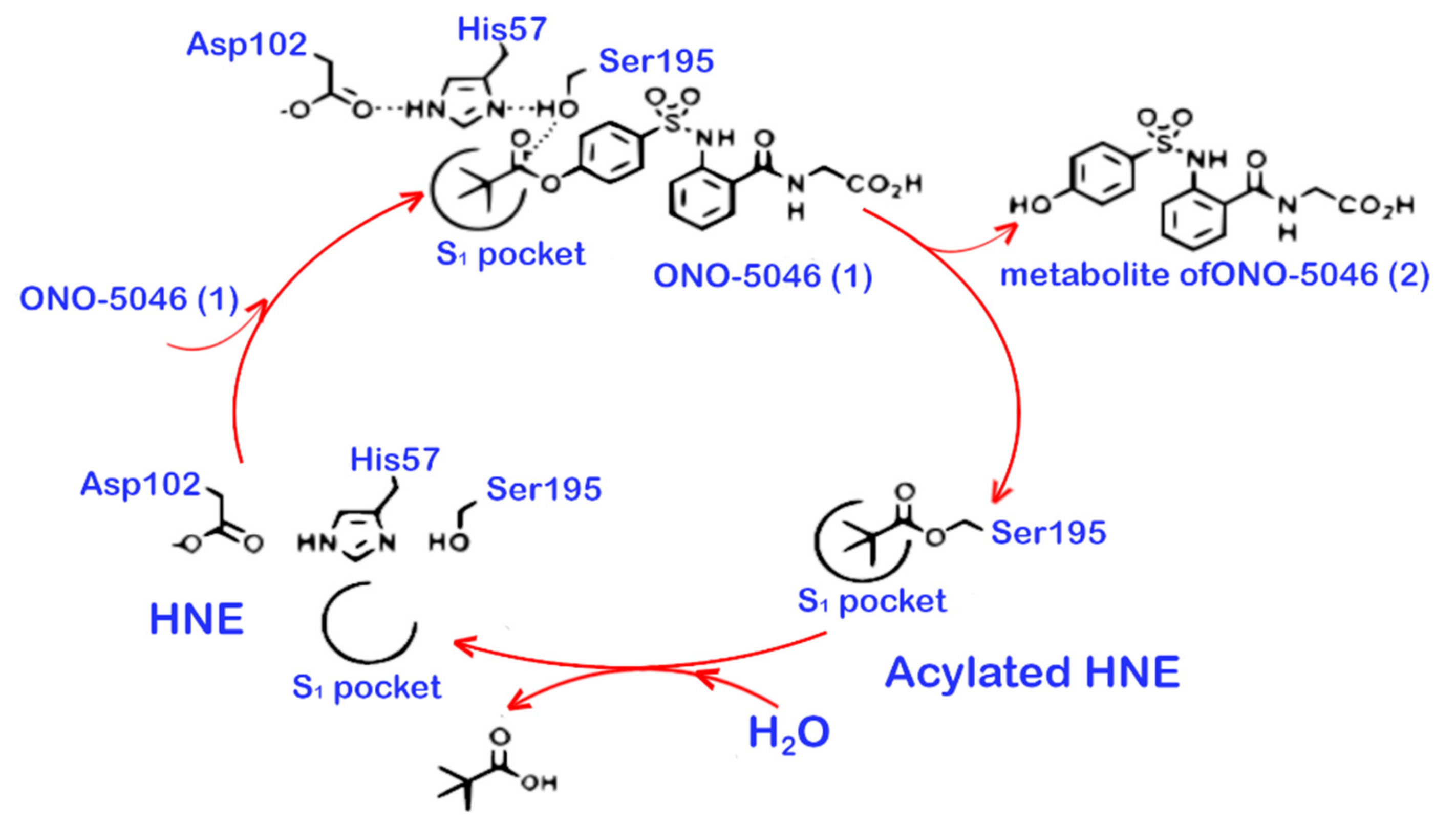 Ijms 22 01065 g002 Ijms 22 01065 g002