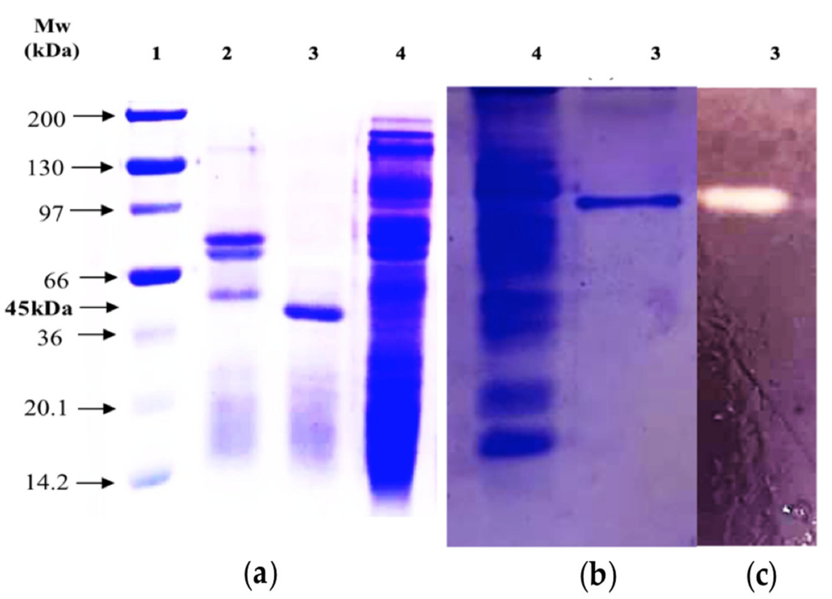 Ijms 22 01070 g002 550