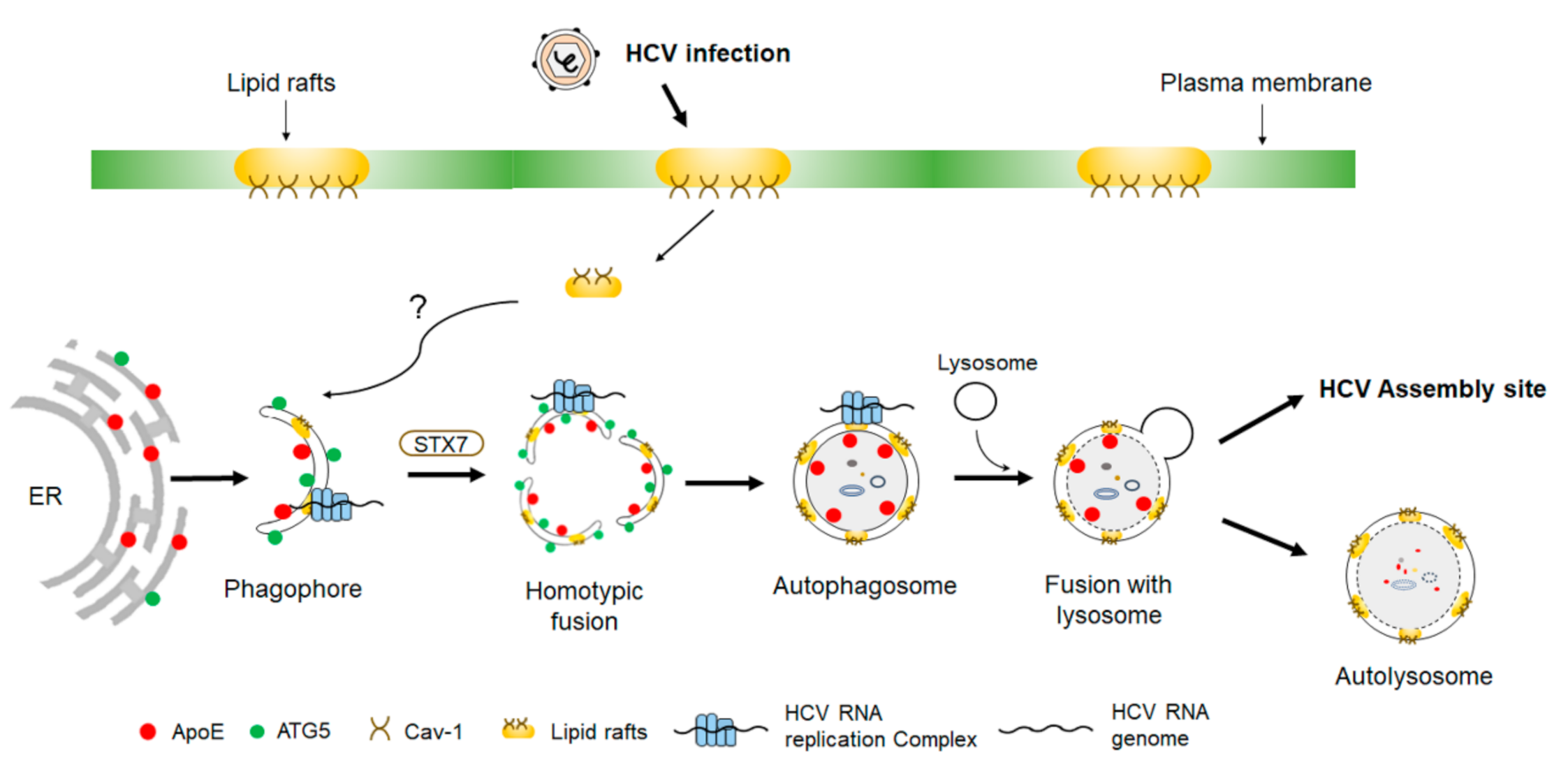 Ijms 22 01089 g002 Ijms 22 01089 g002