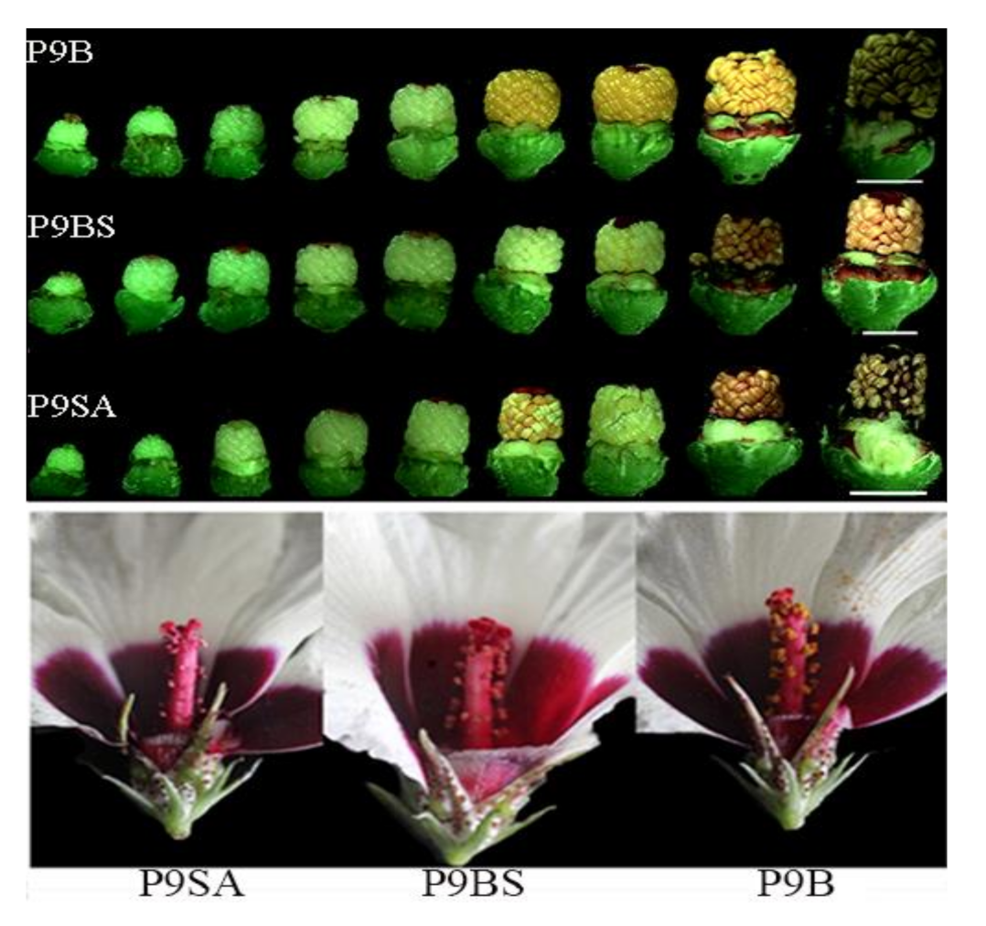 Ijms 22 01107 g001 Ijms 22 01107 g001