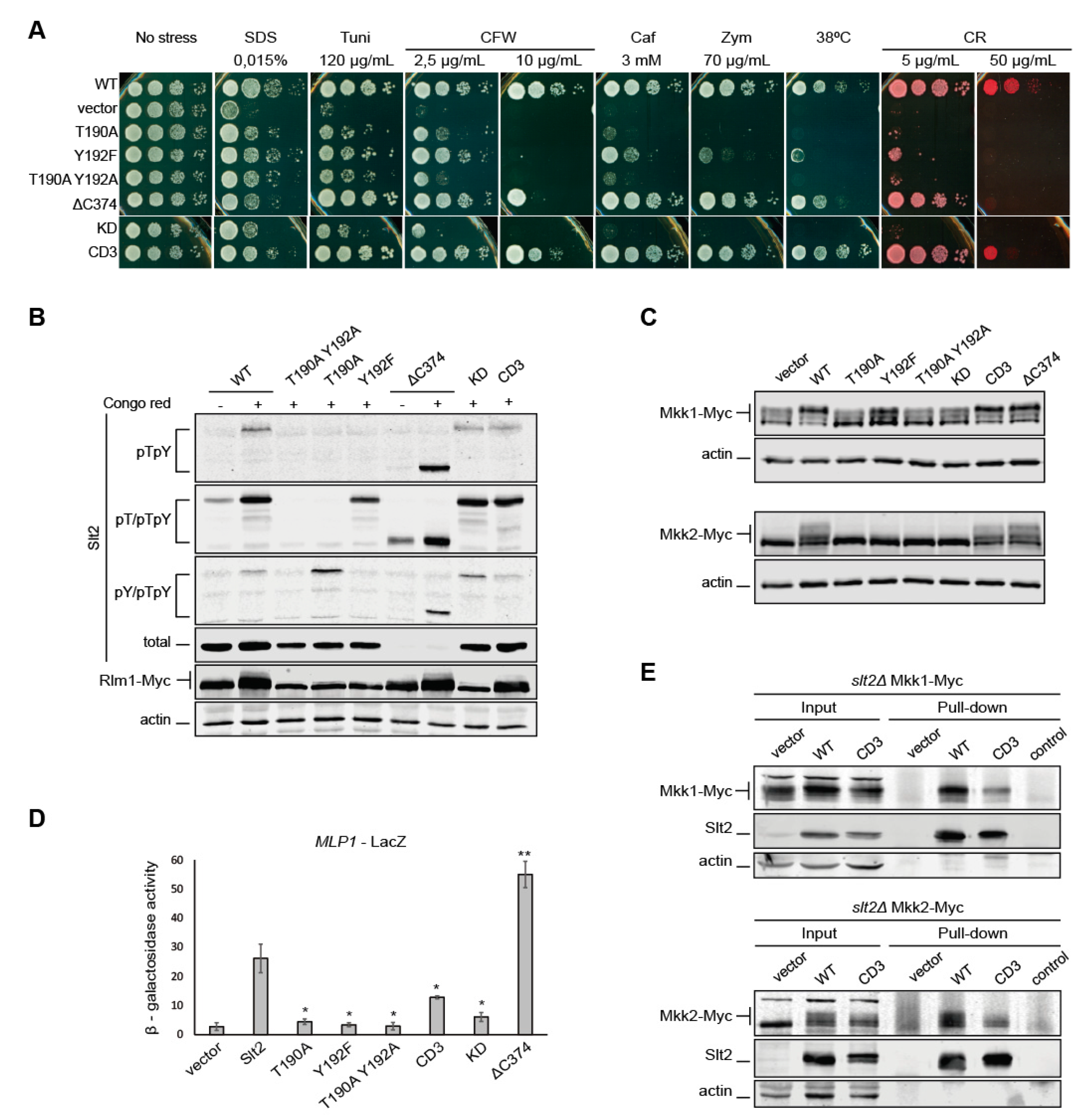 Ijms 22 01110 g005 Ijms 22 01110 g005