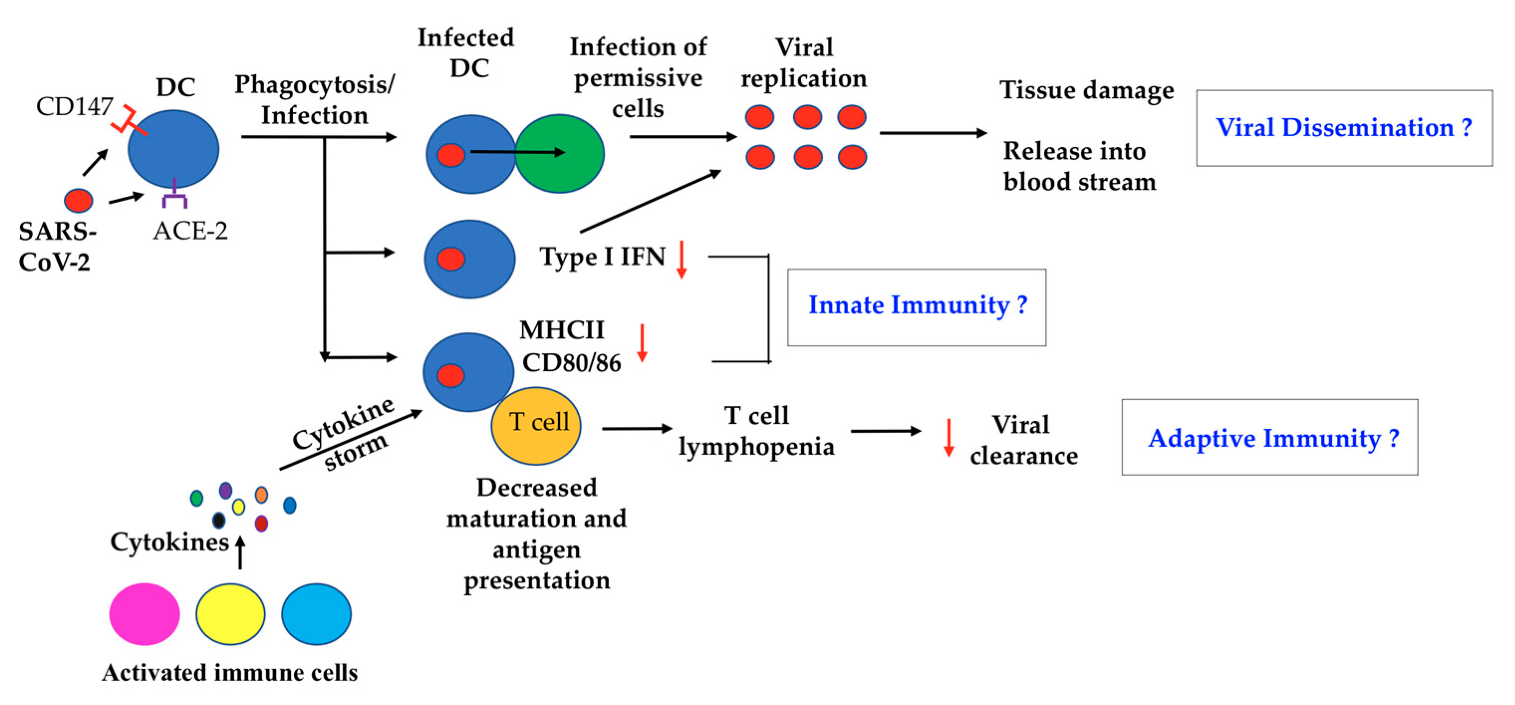 CD209L/L-SIGN and CD209/DC-SIGN Act as Receptors for SARS-CoV-2