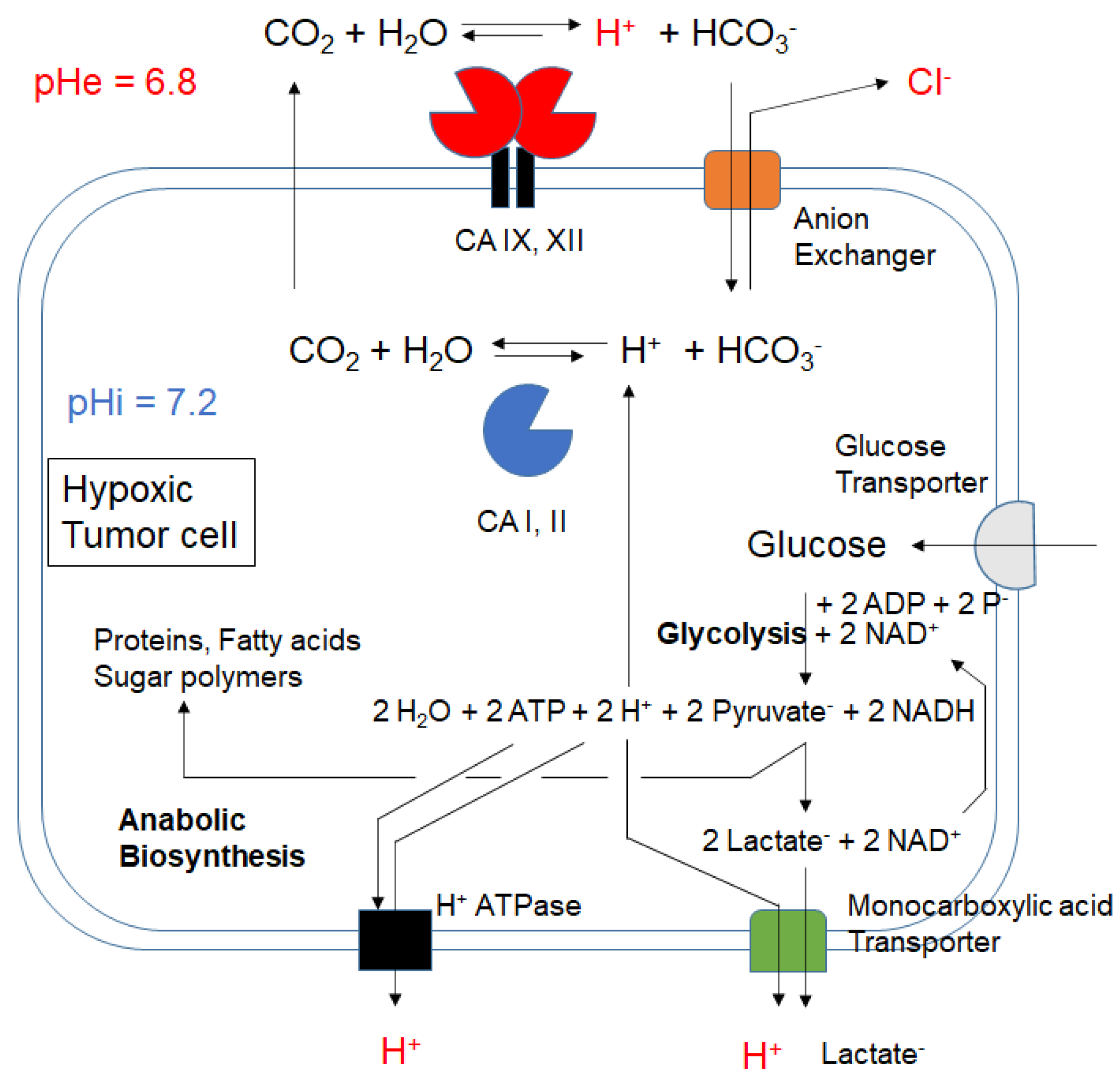 Ijms 22 01120 g001 Ijms 22 01120 g001