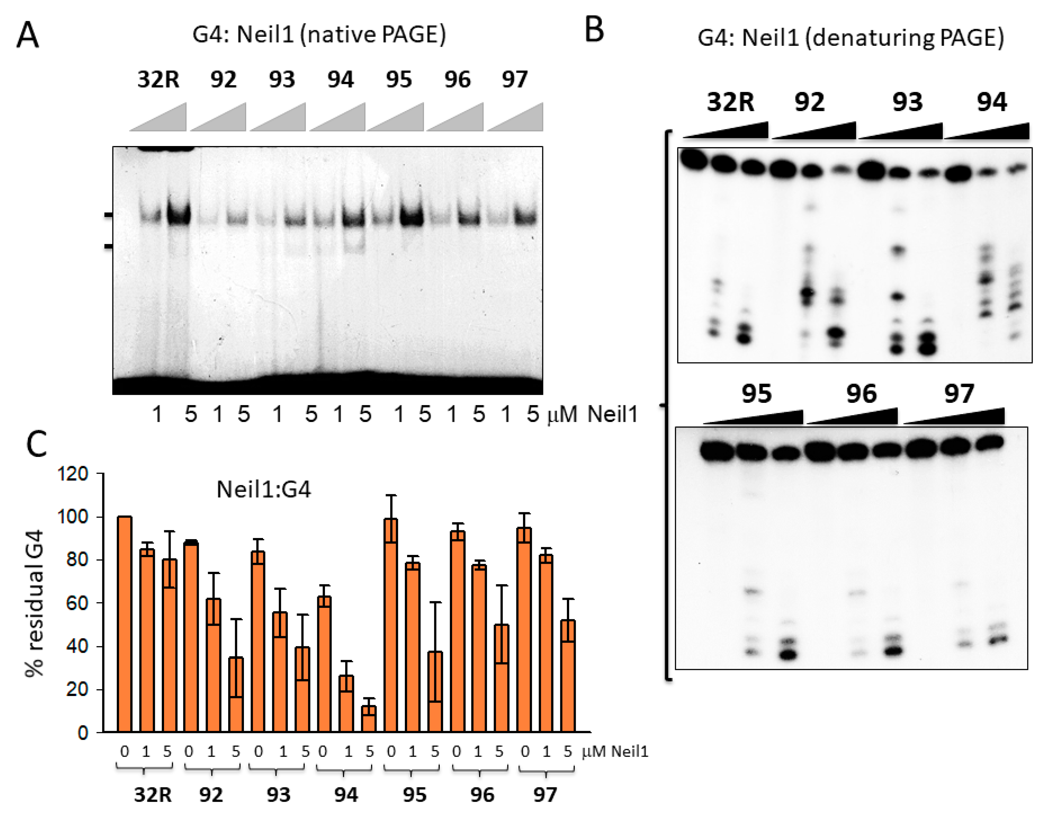 Ijms 22 01137 g004 Ijms 22 01137 g004