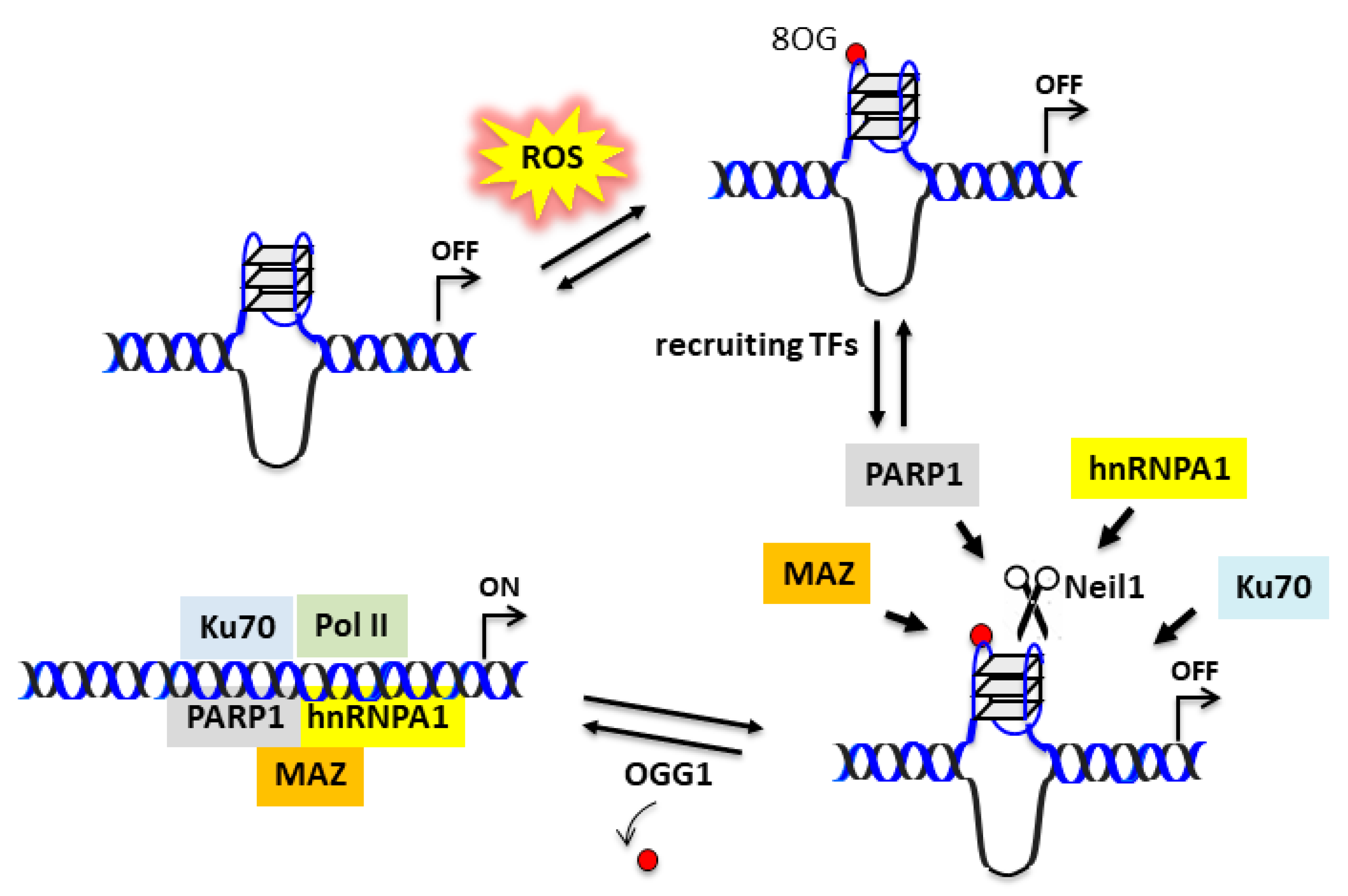 Ijms 22 01137 g006 Ijms 22 01137 g006