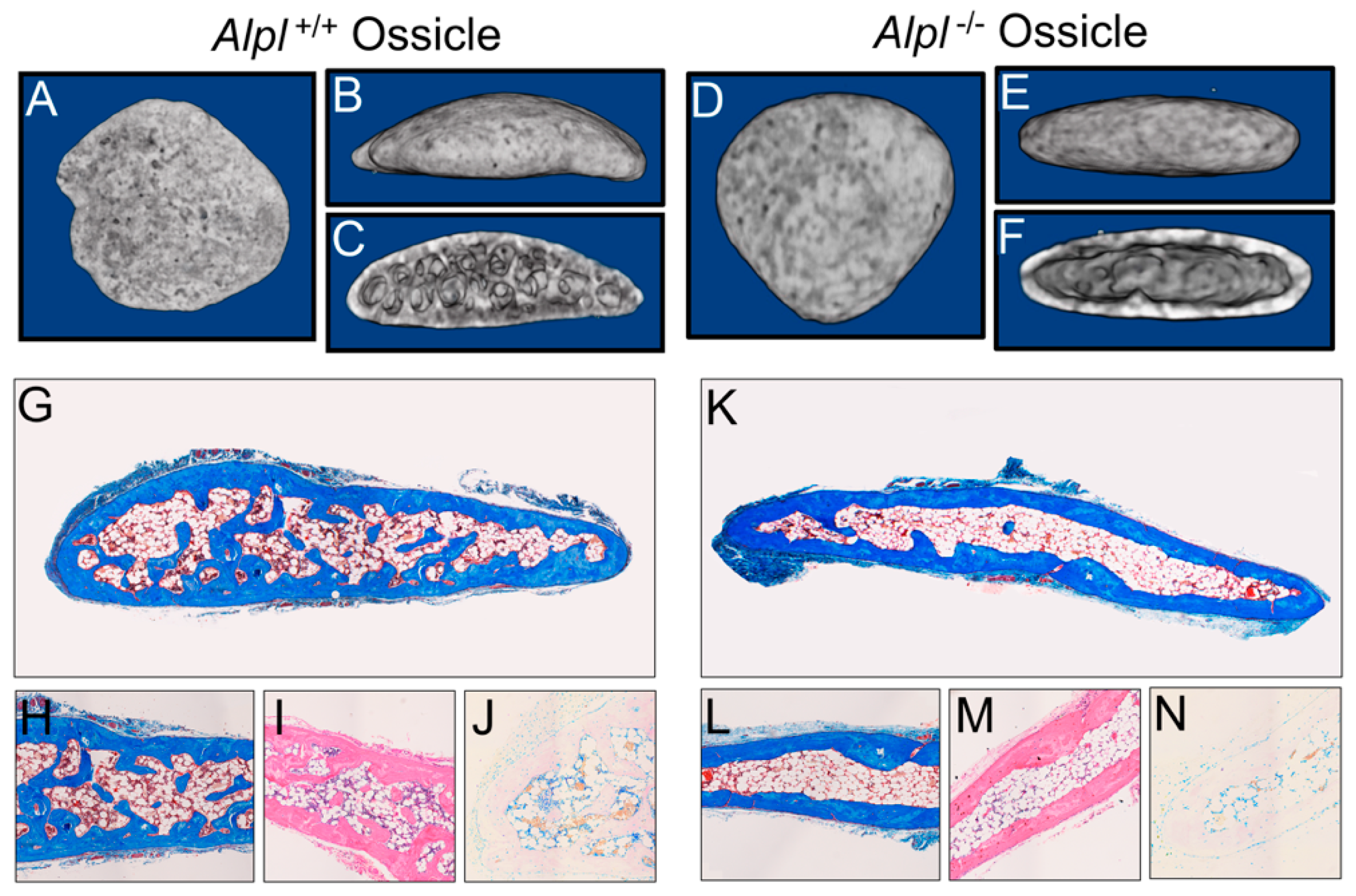 Ijms 22 01140 g001 Ijms 22 01140 g001