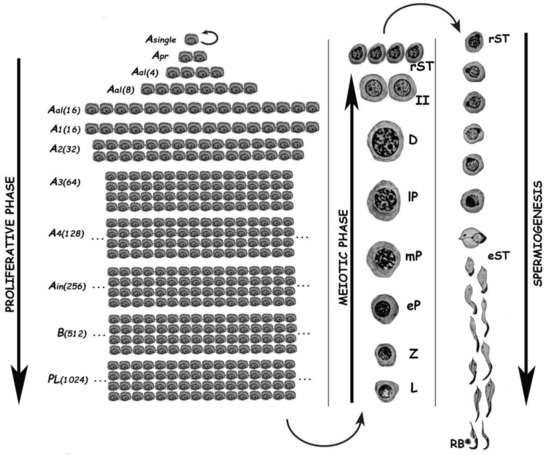 Ijms 22 01151 g001 550