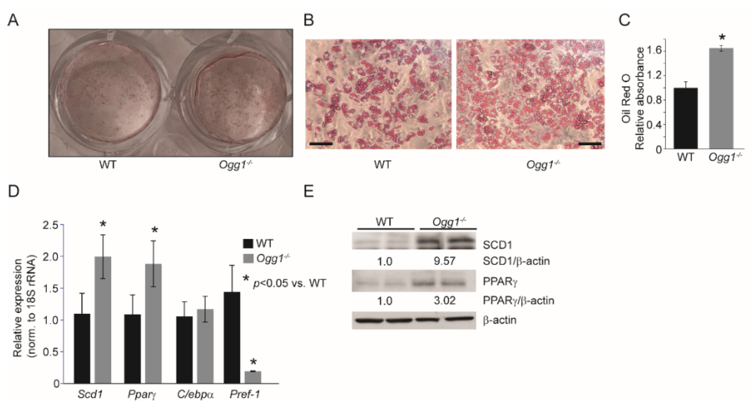 Ijms 22 01152 g002 Ijms 22 01152 g002