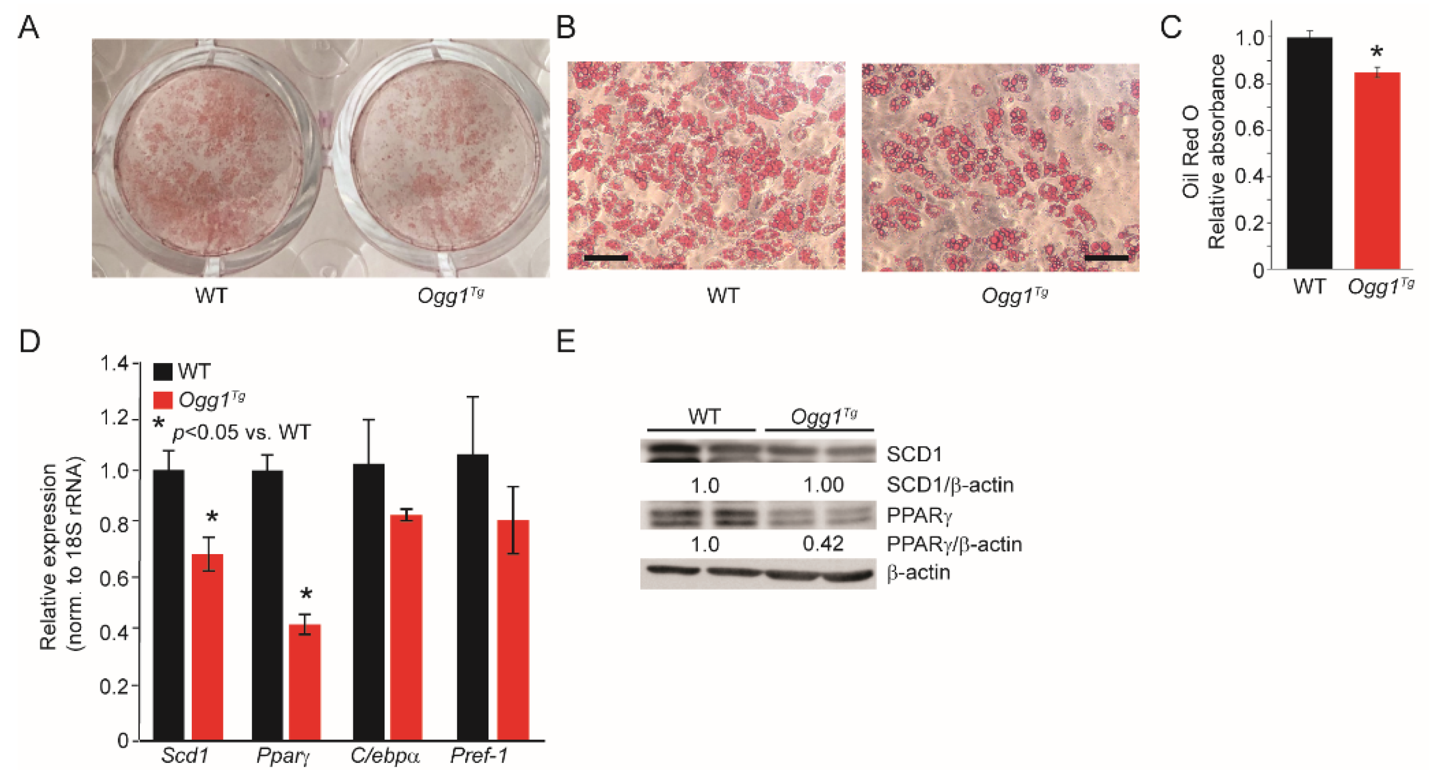 Ijms 22 01152 g003 Ijms 22 01152 g003