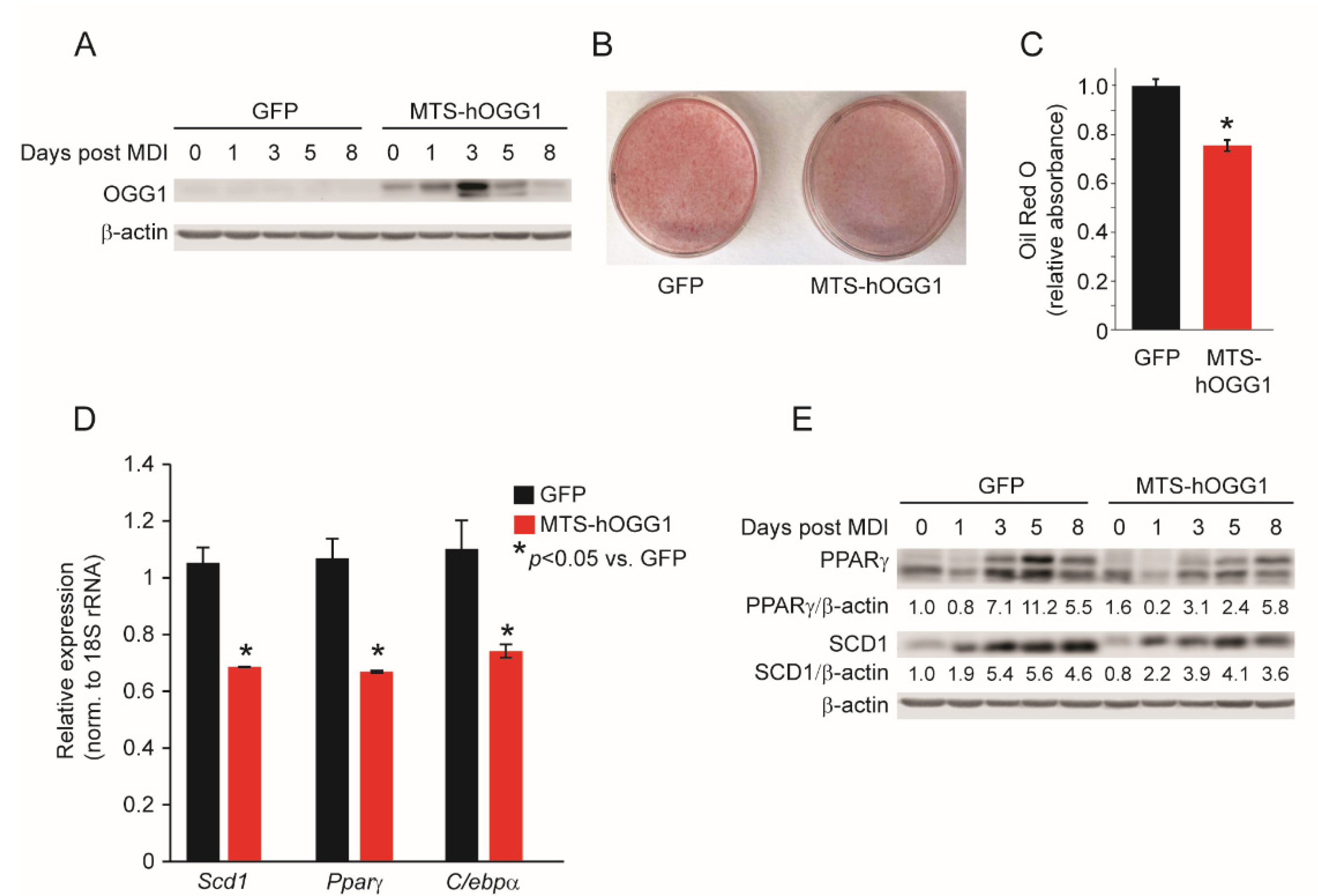 Ijms 22 01152 g004 Ijms 22 01152 g004