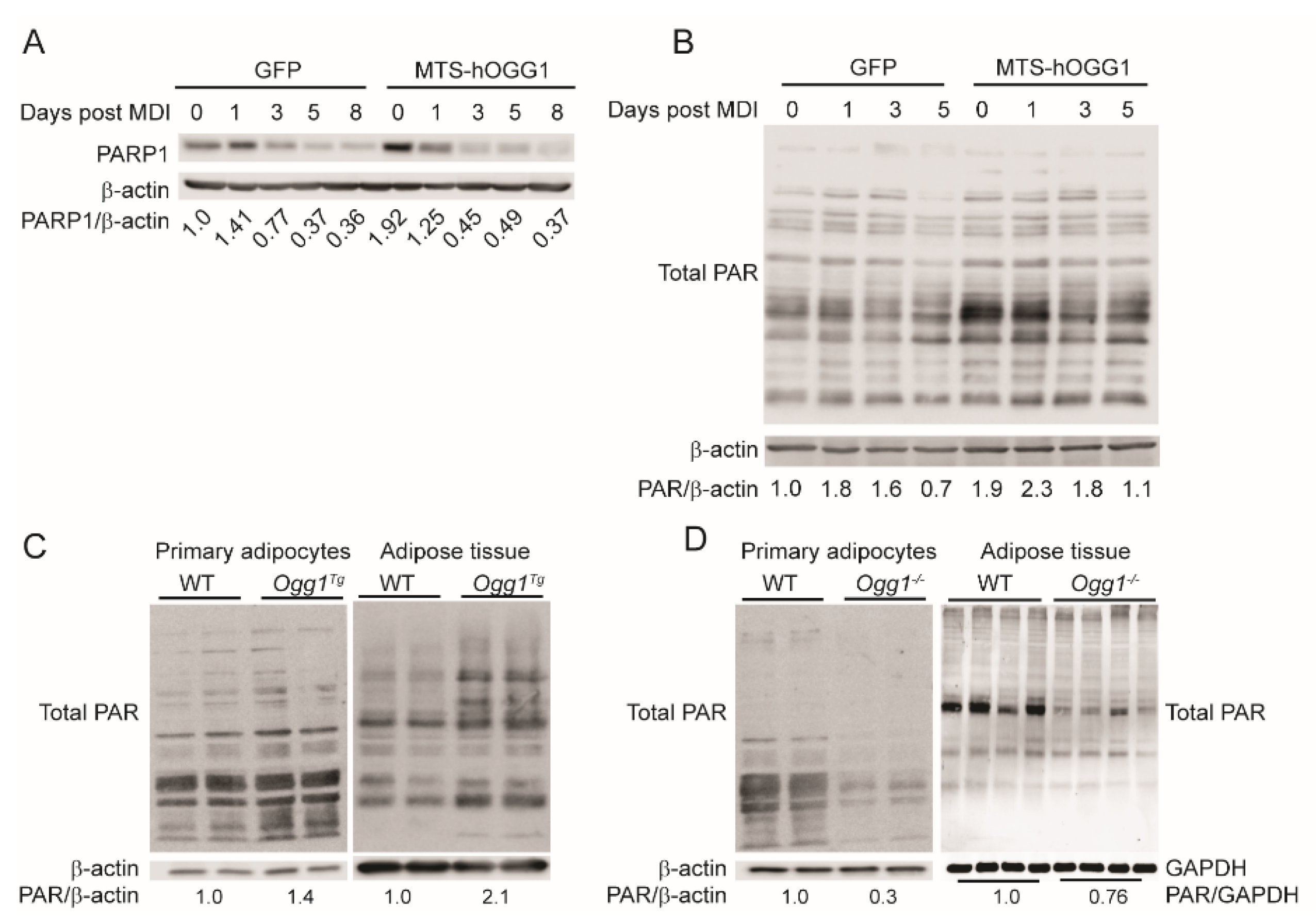 Ijms 22 01152 g005 Ijms 22 01152 g005