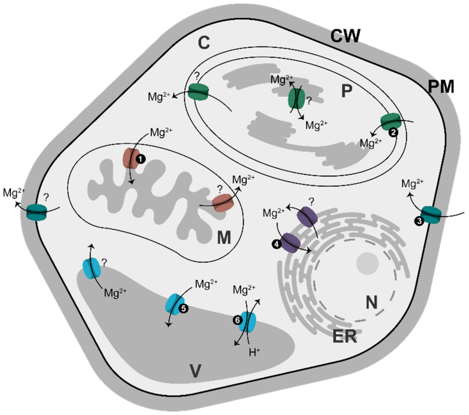 Ijms 22 01159 g003 Ijms 22 01159 g003