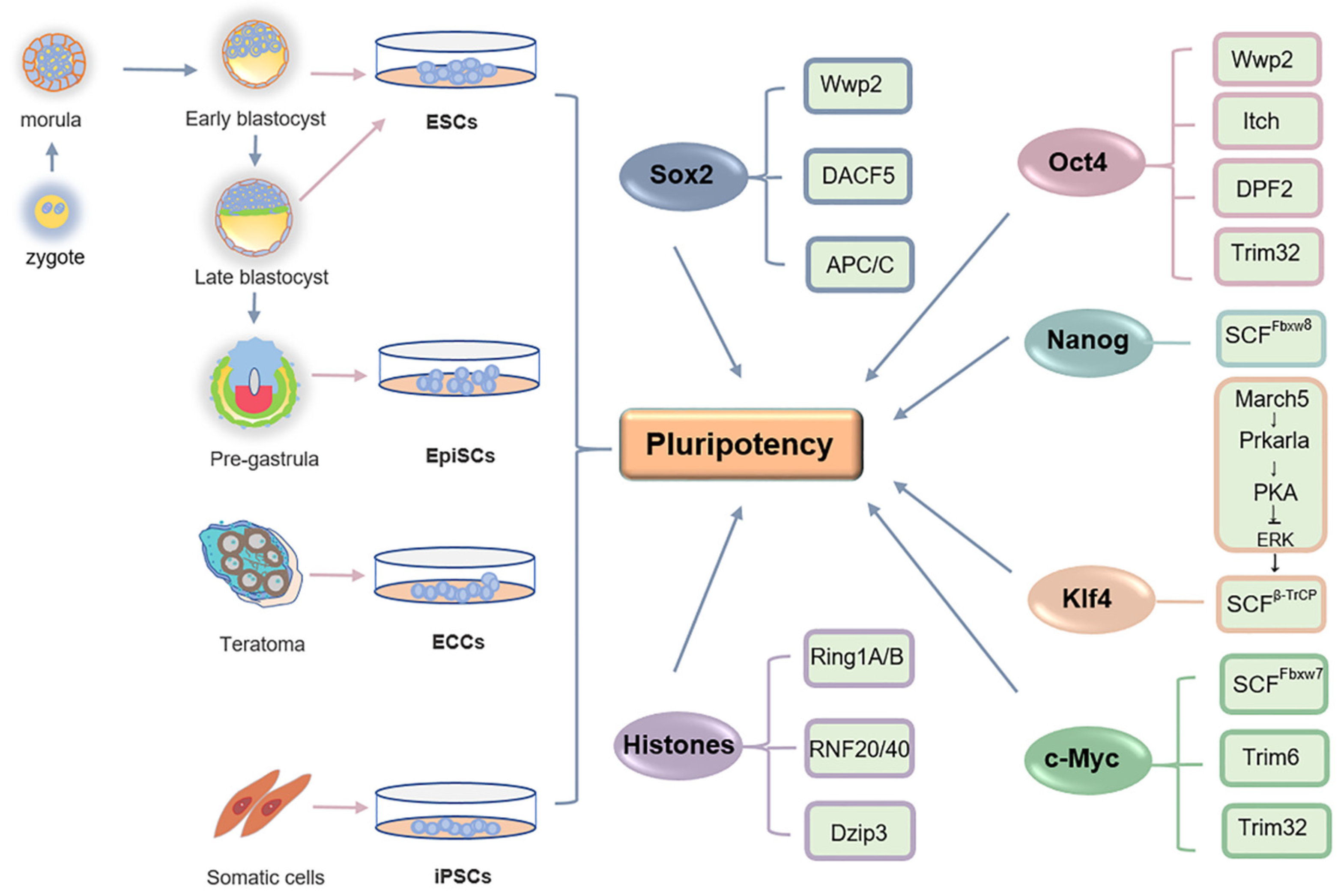 Critical POU domain residues confer Oct4 uniqueness in somatic cell reprogramming