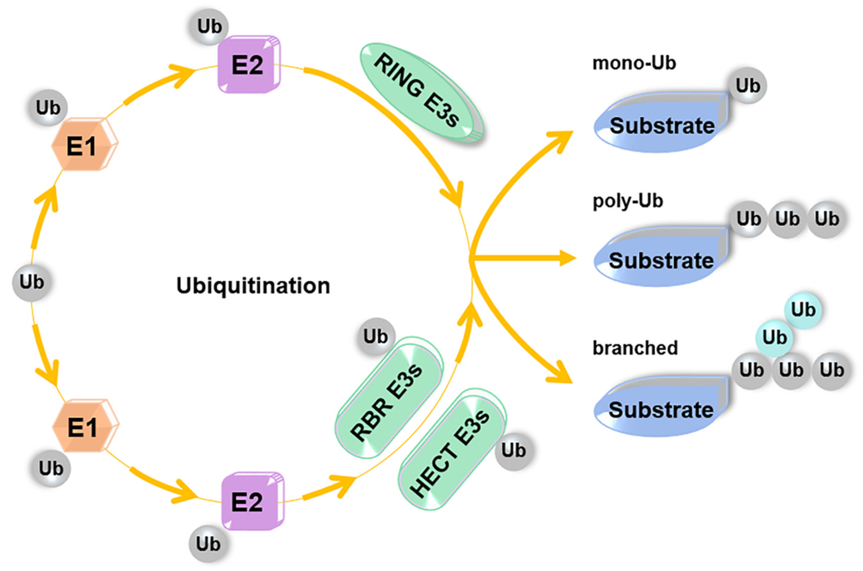 Ijms 22 01168 g002 Ijms 22 01168 g002