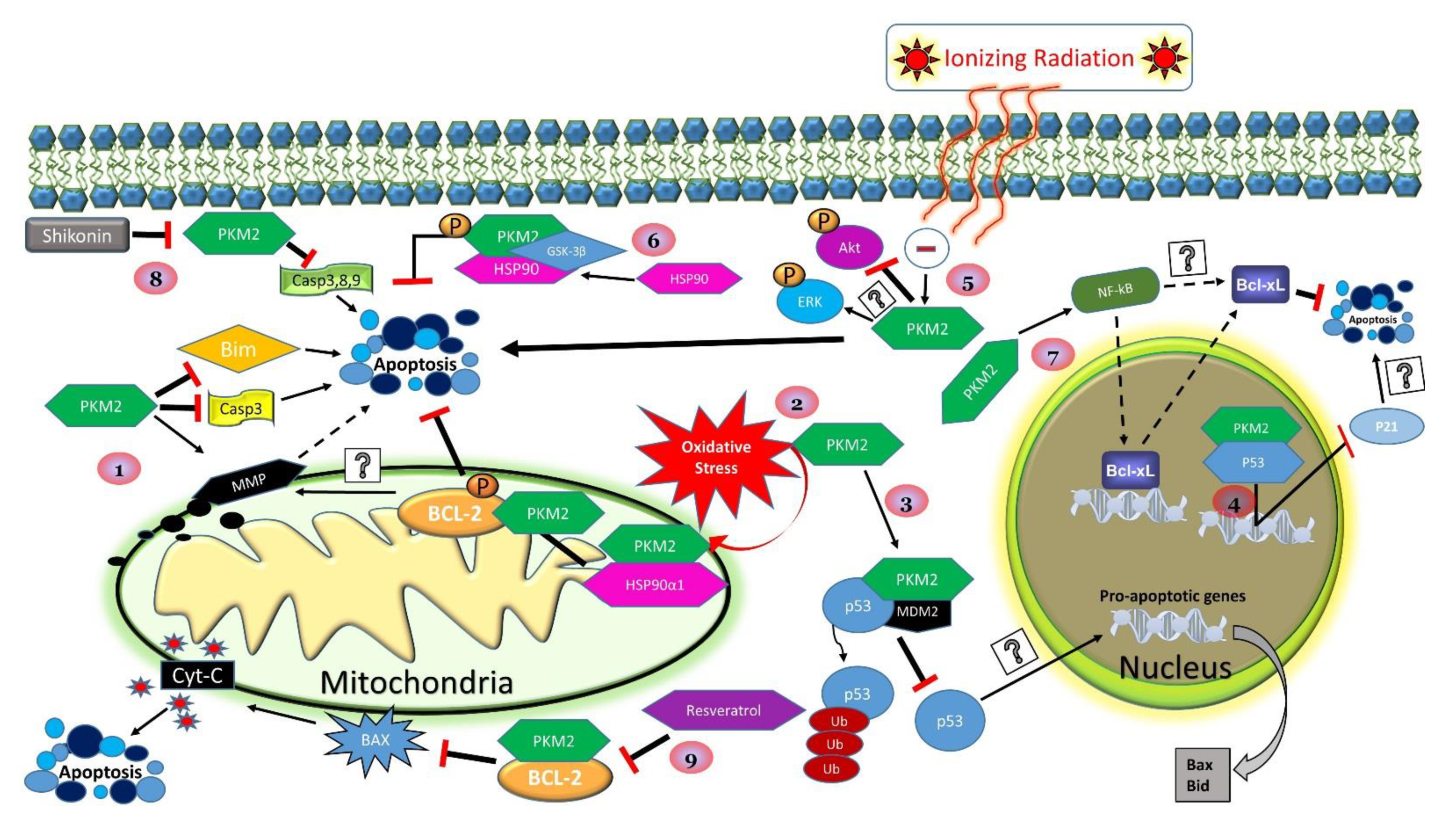 The Role of PKM2 in Metabolic Reprogramming: Insights into