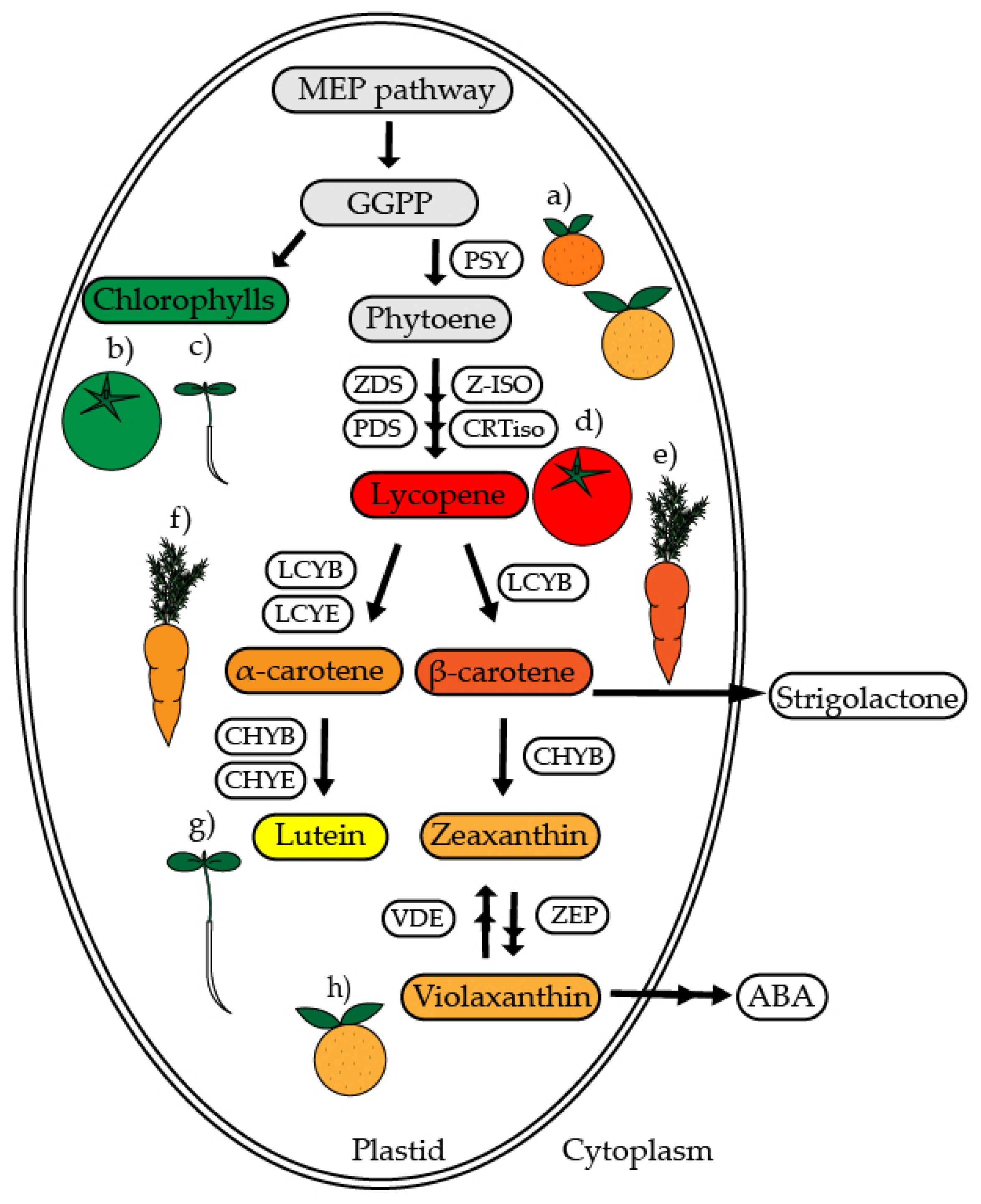 IJMS Free FullText Carotenoid Biosynthesis and Plastid Development