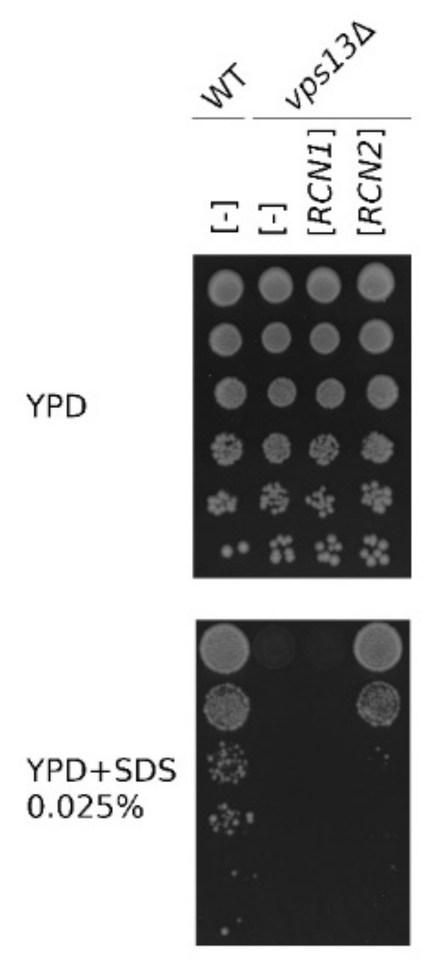 Ijms 22 01193 g001 Ijms 22 01193 g001