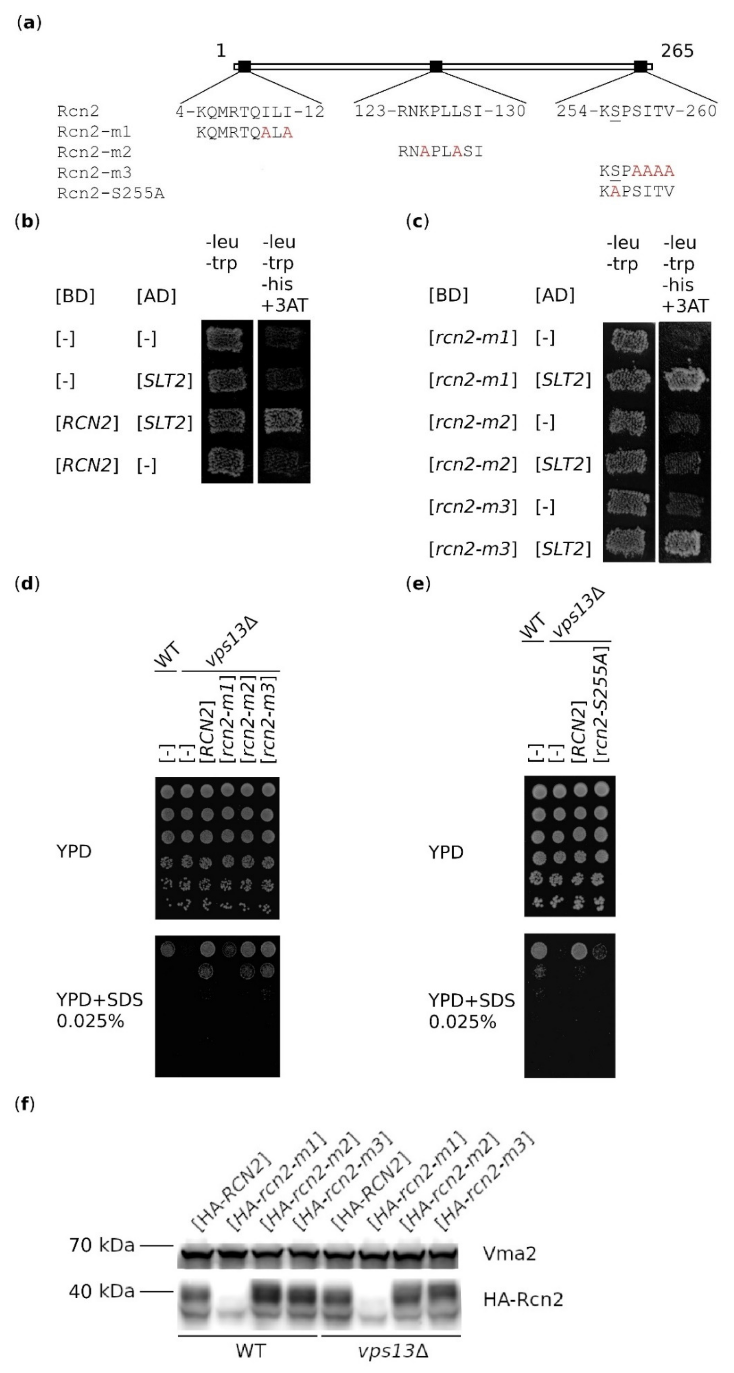 Ijms 22 01193 g002 Ijms 22 01193 g002